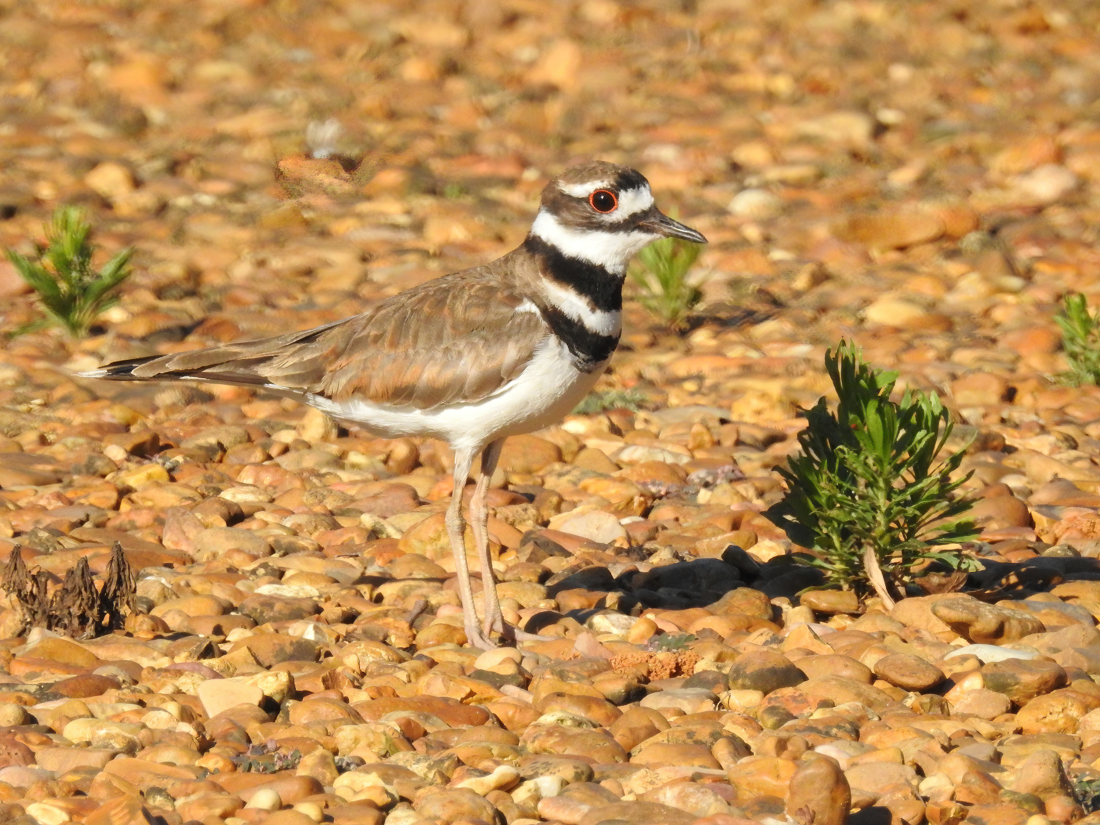 Killdeer