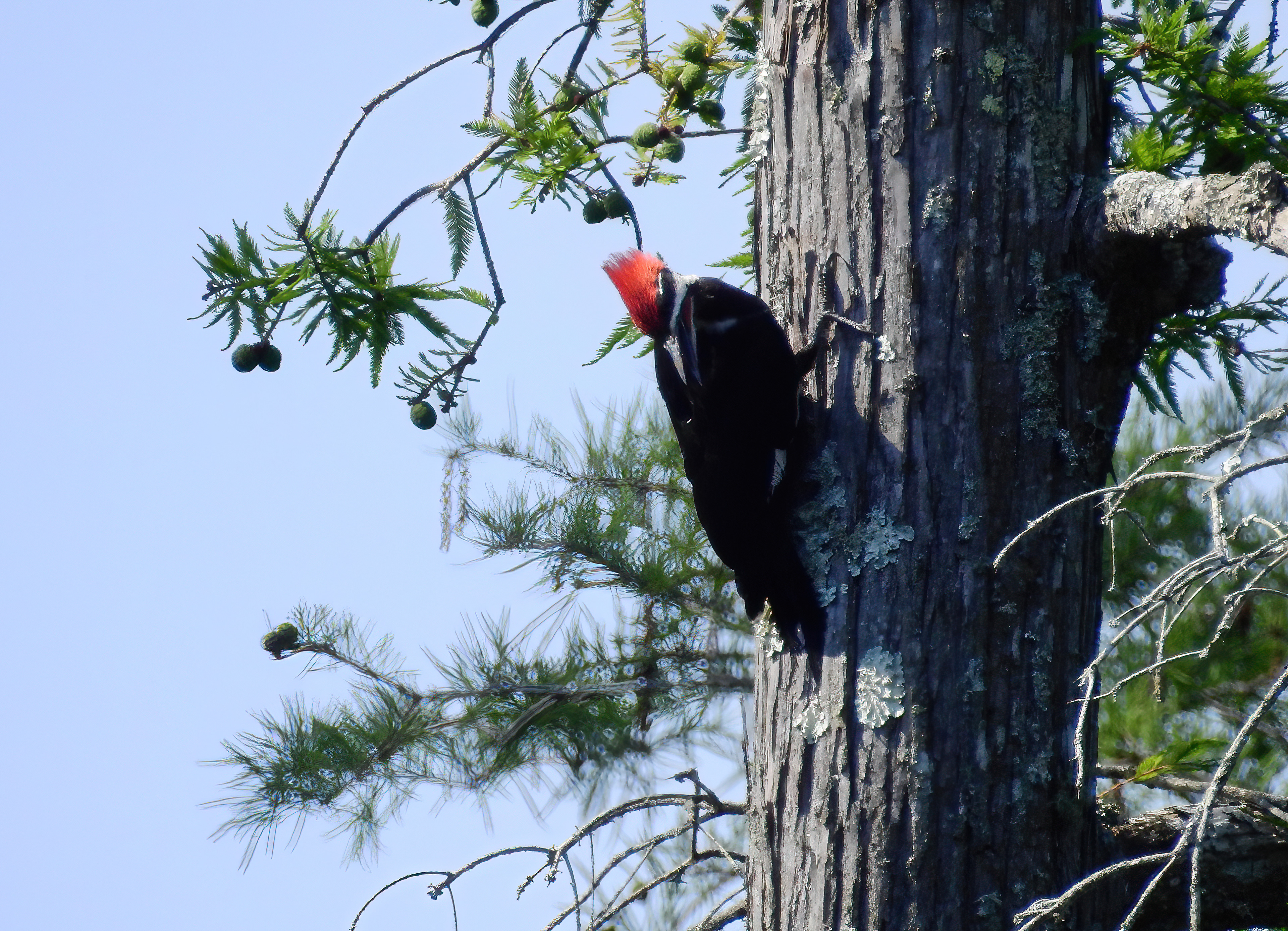Pileated Woodpecker