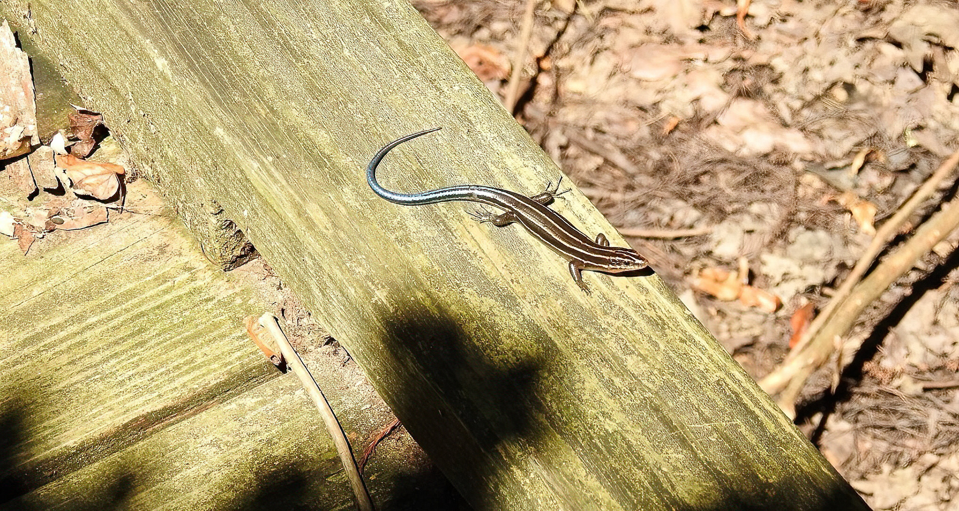 Common Five-Line Skink