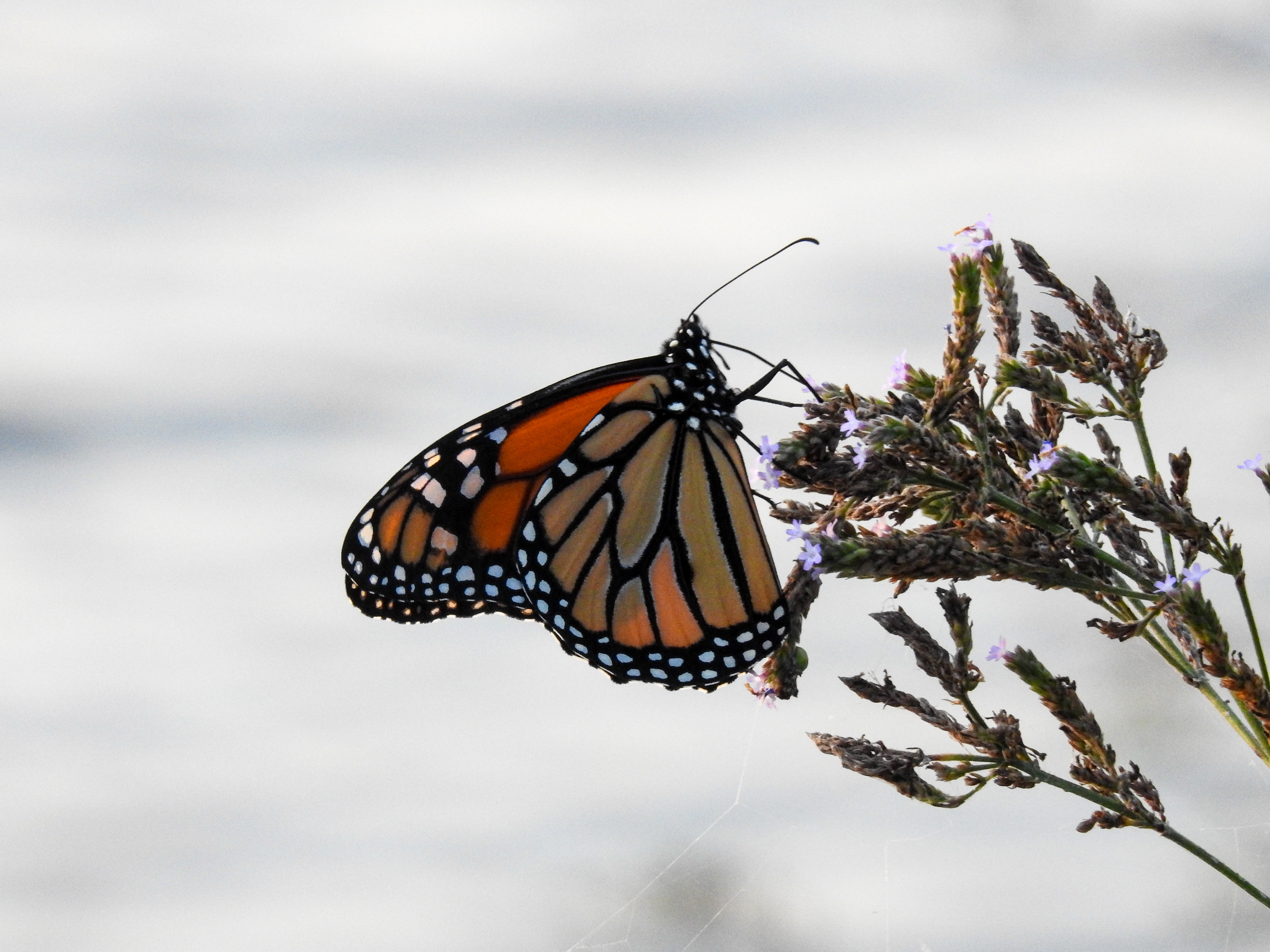 Monarch Butterfly