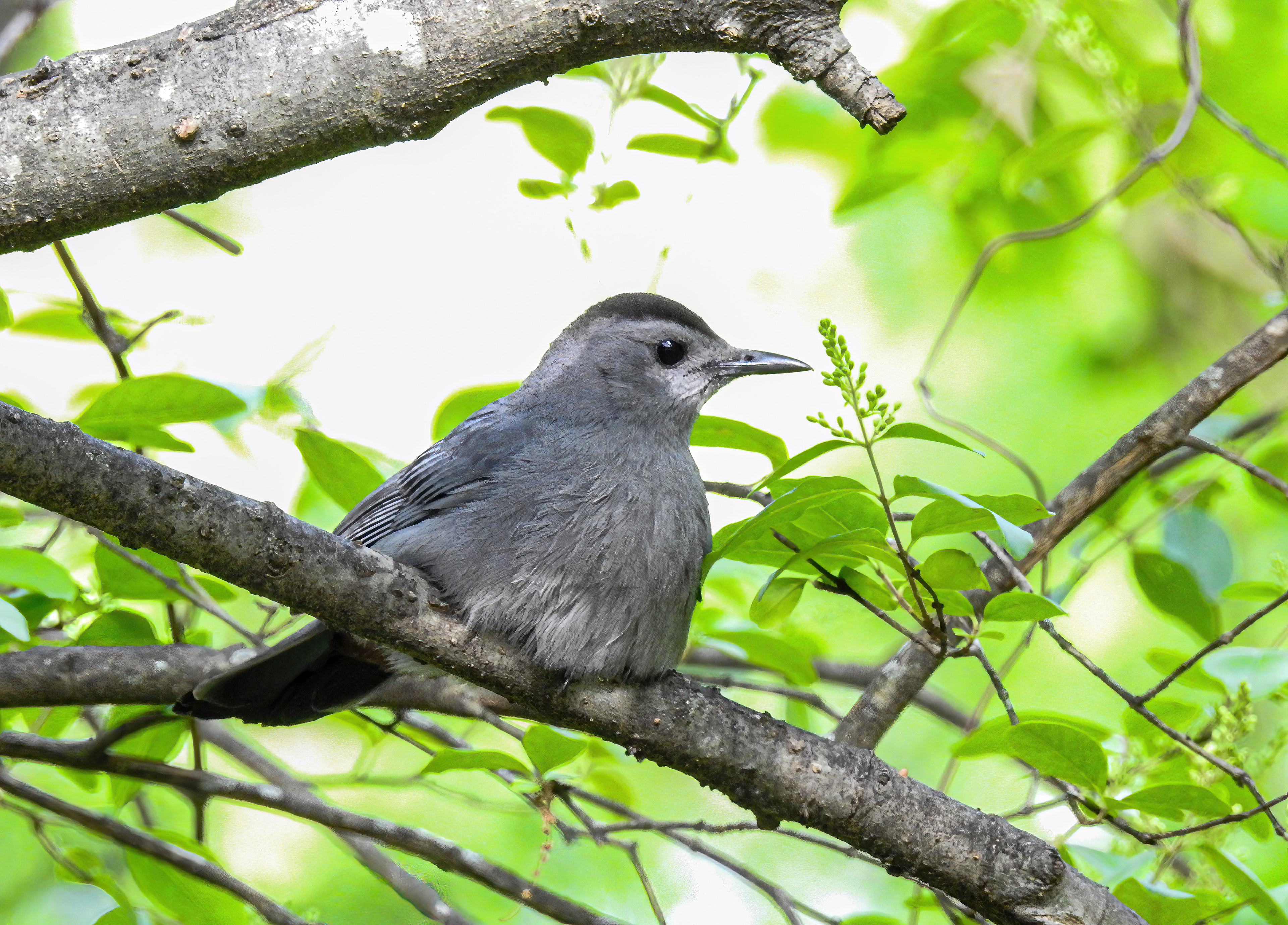 Gray Catbird