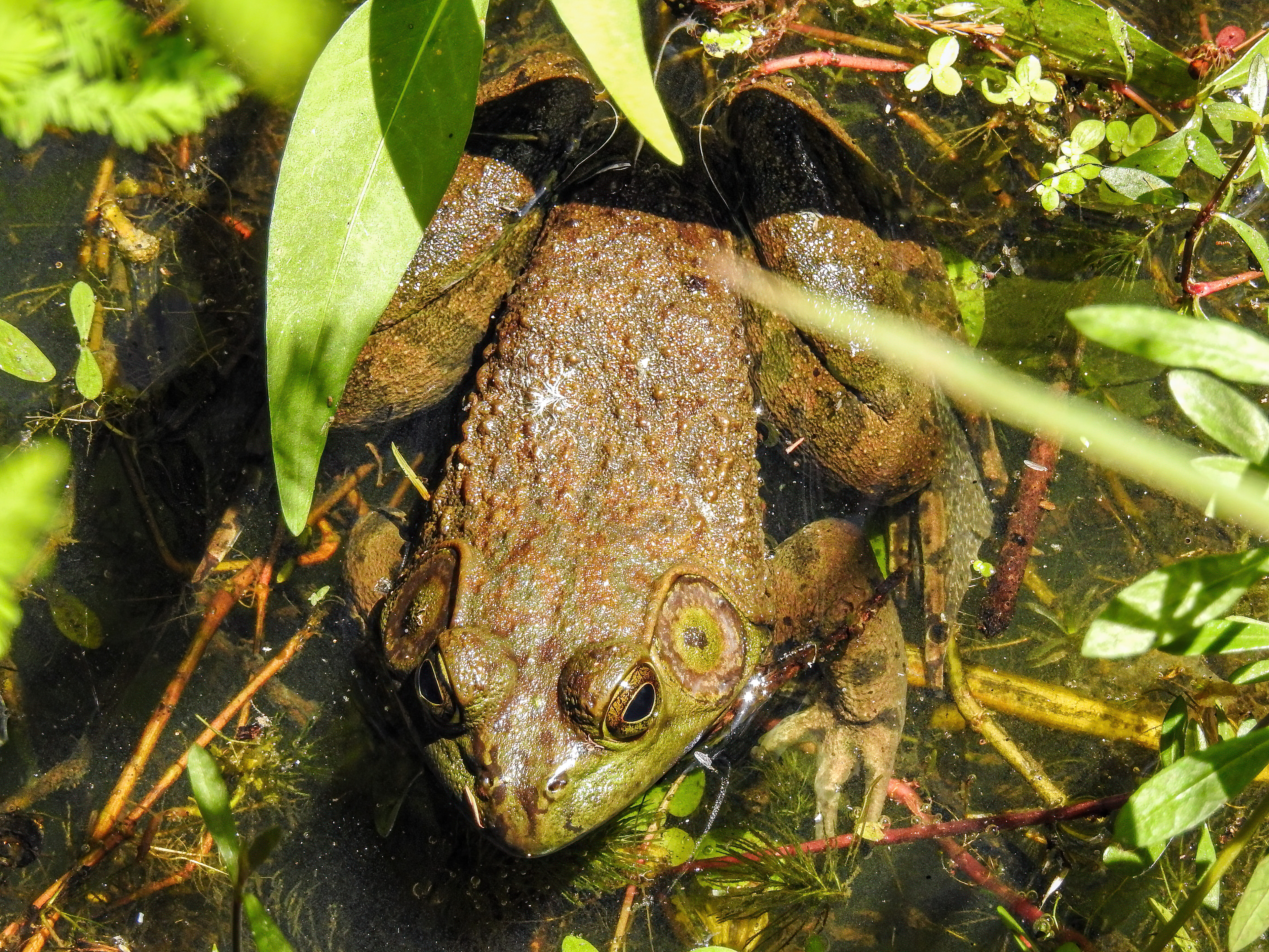 American Bullfrog