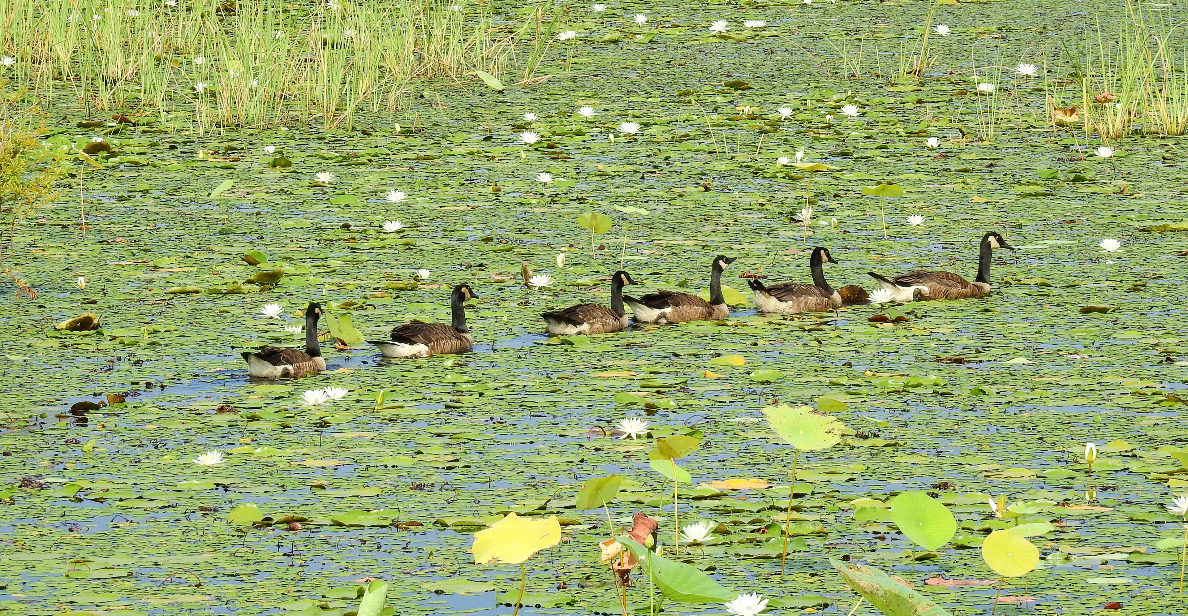 Canada Geese