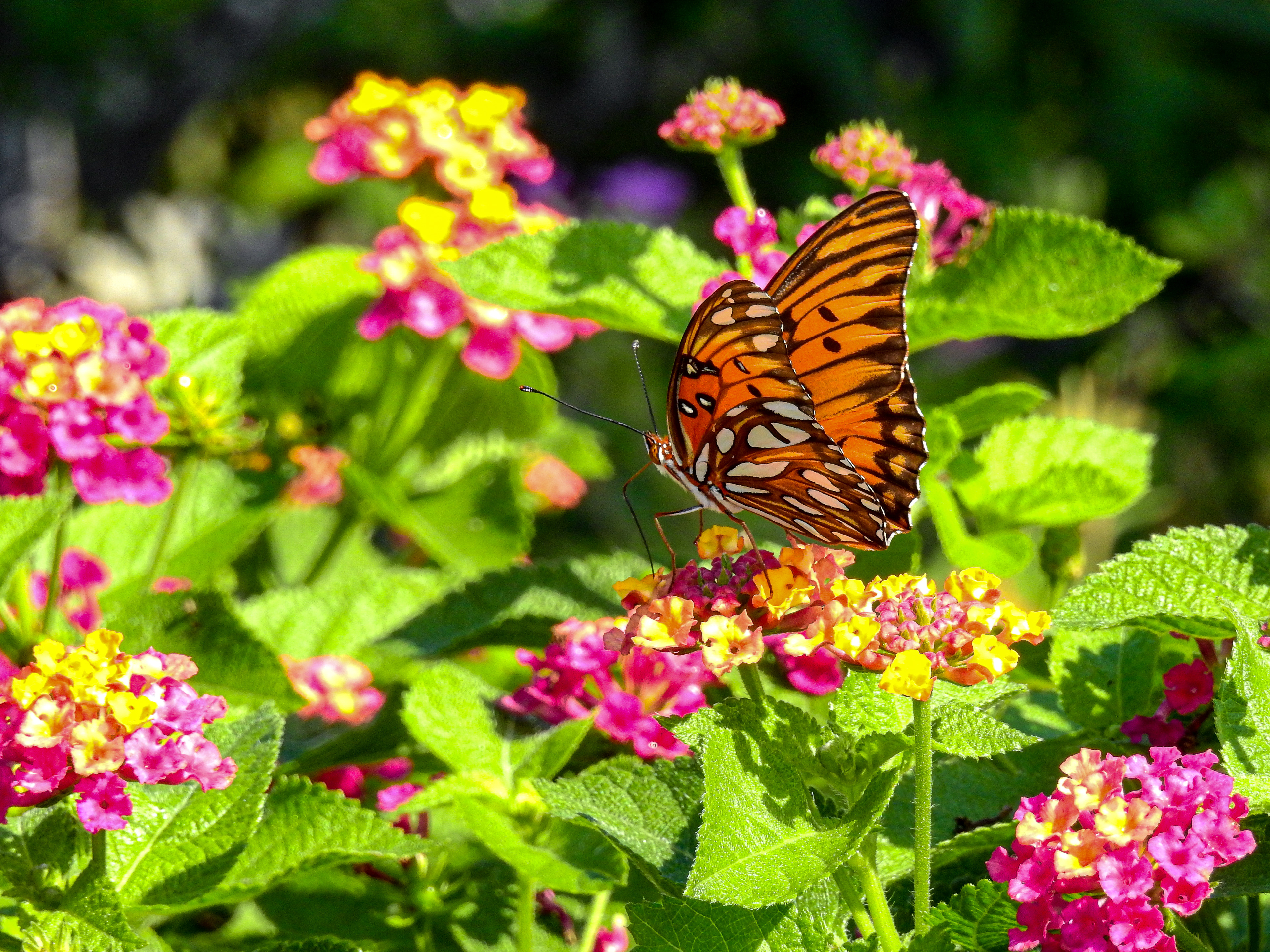 Gulf Fritillary