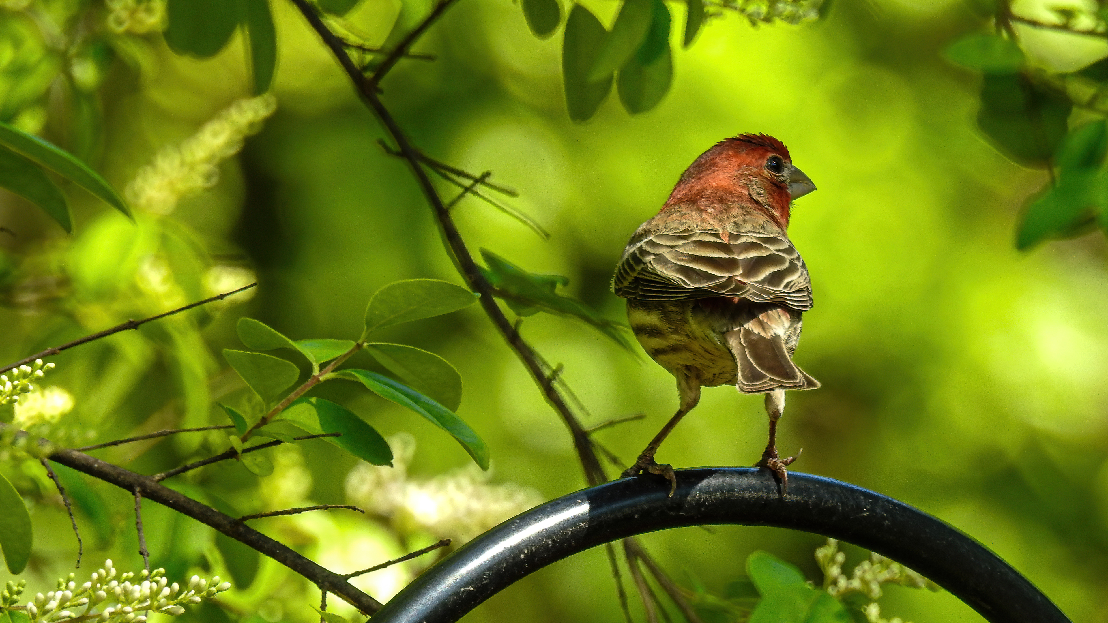 House Finch