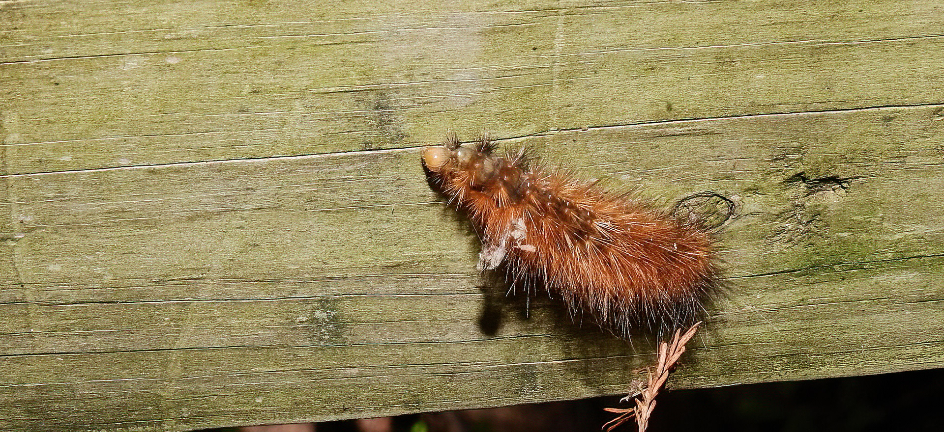 Isabella Tiger Moth