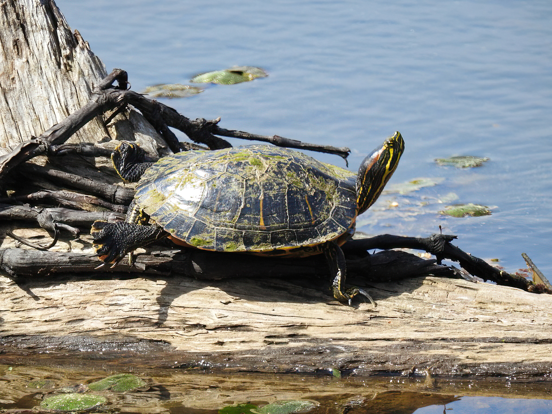 Red-eared Slider