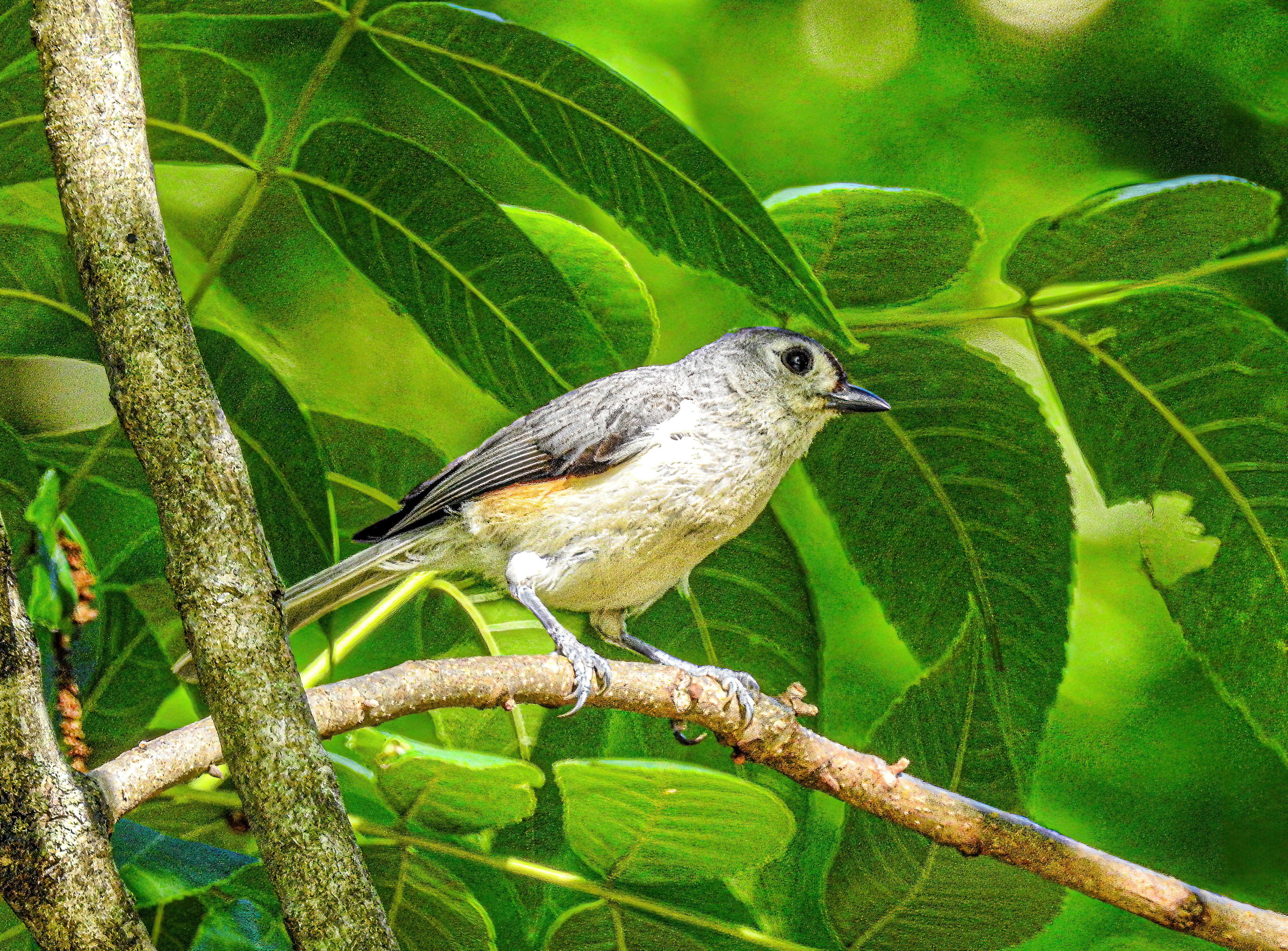 Tufted Titmouse