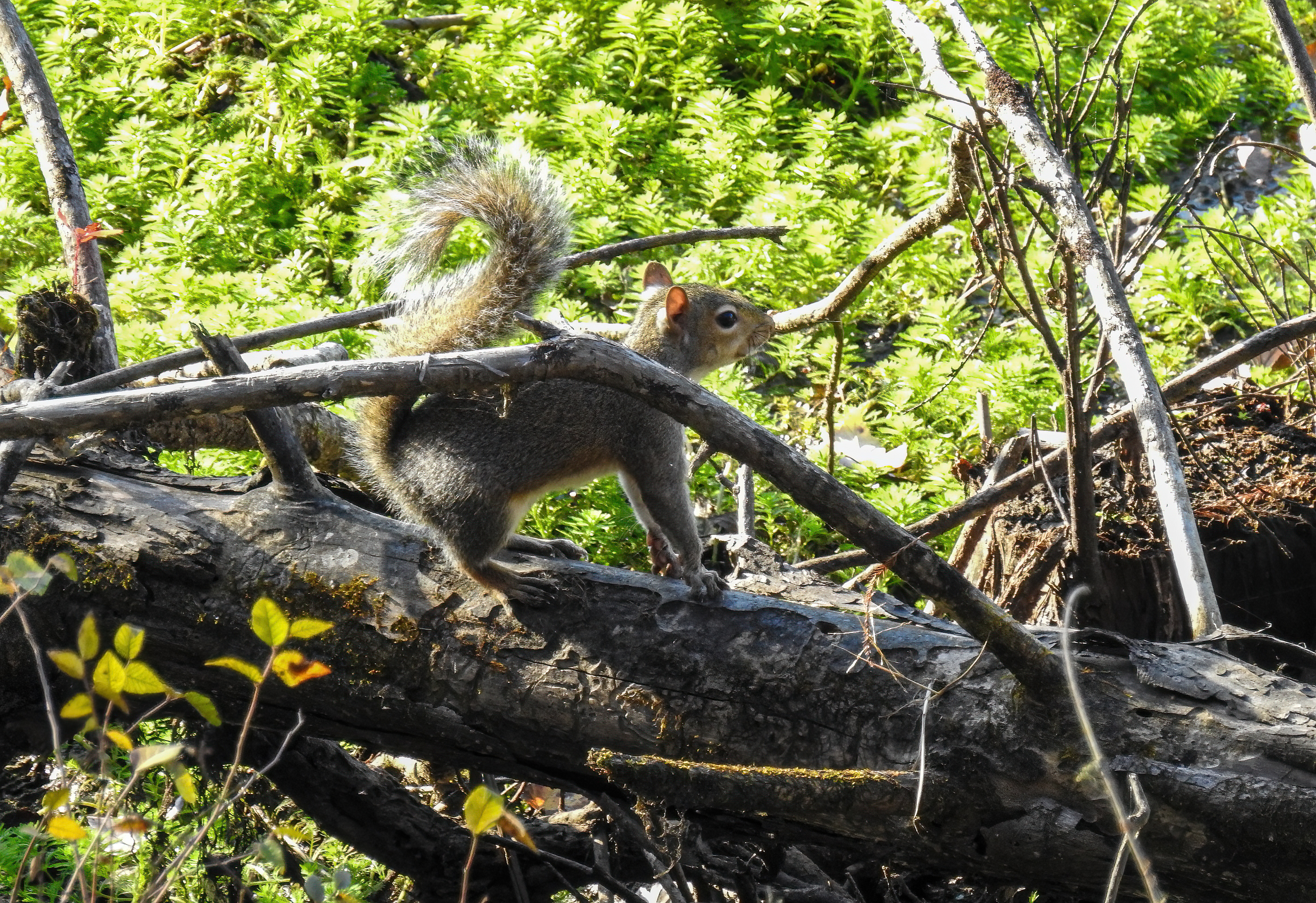 Squirrel