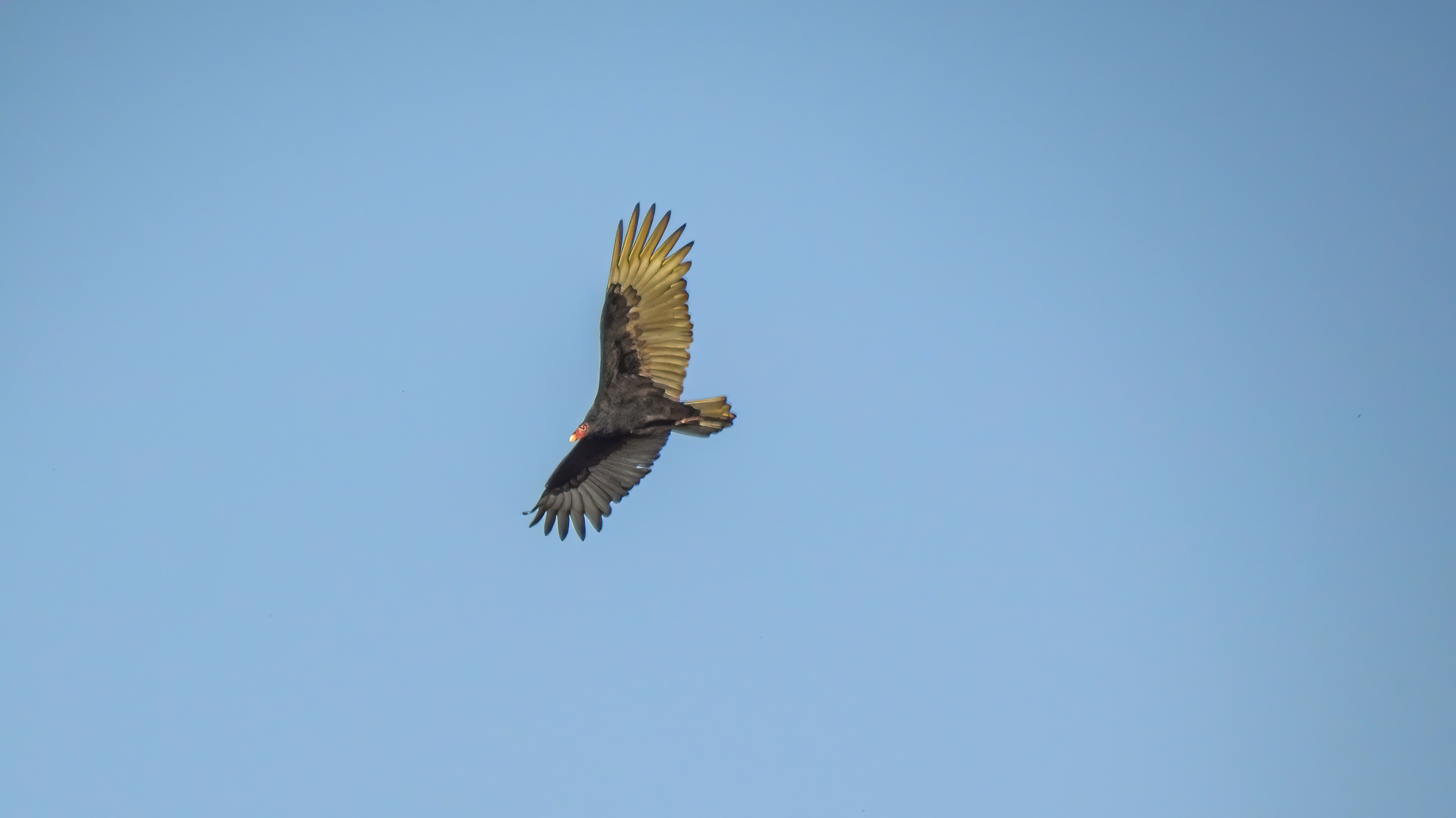 Turkey Vulture