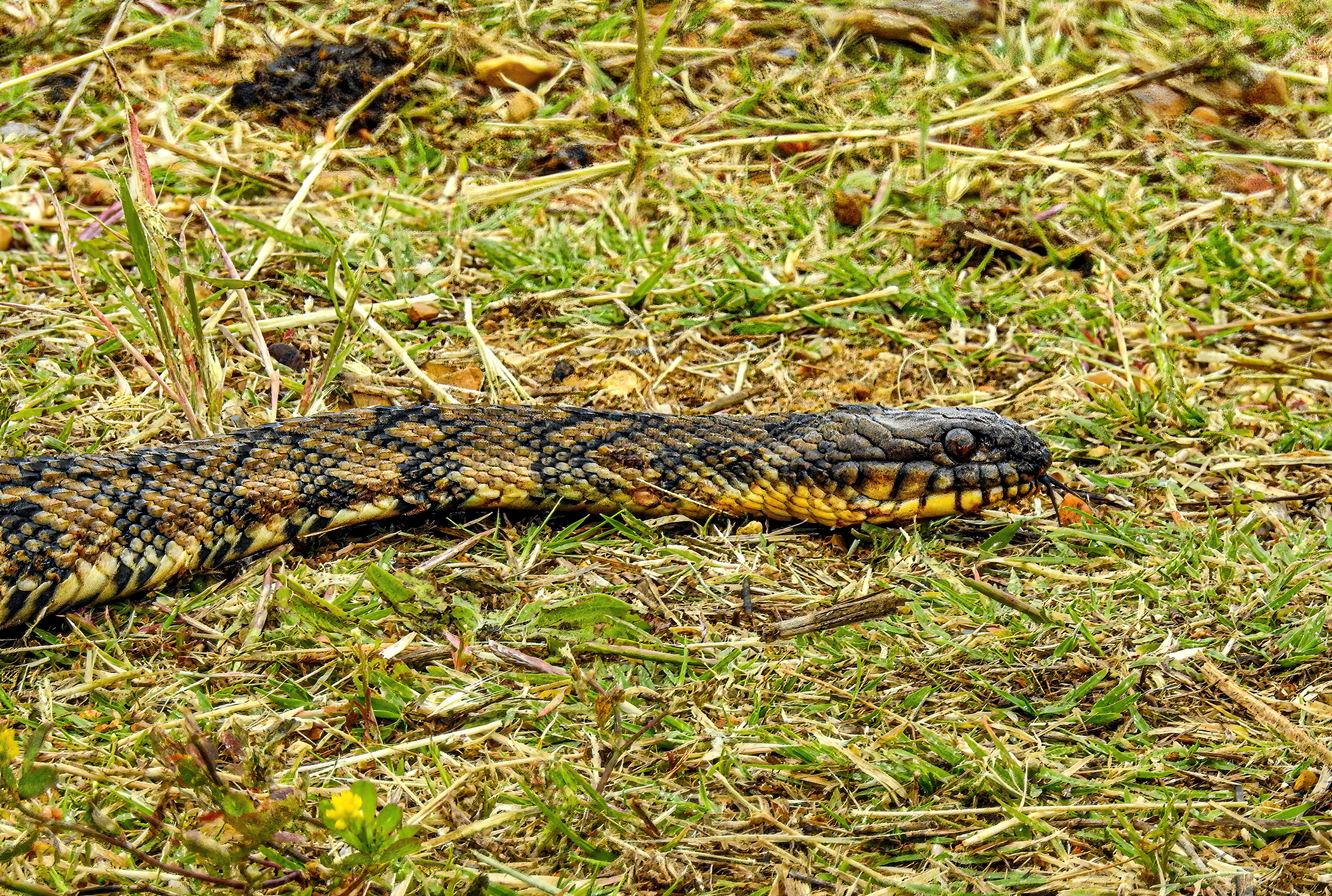 Diamondback Watersnake