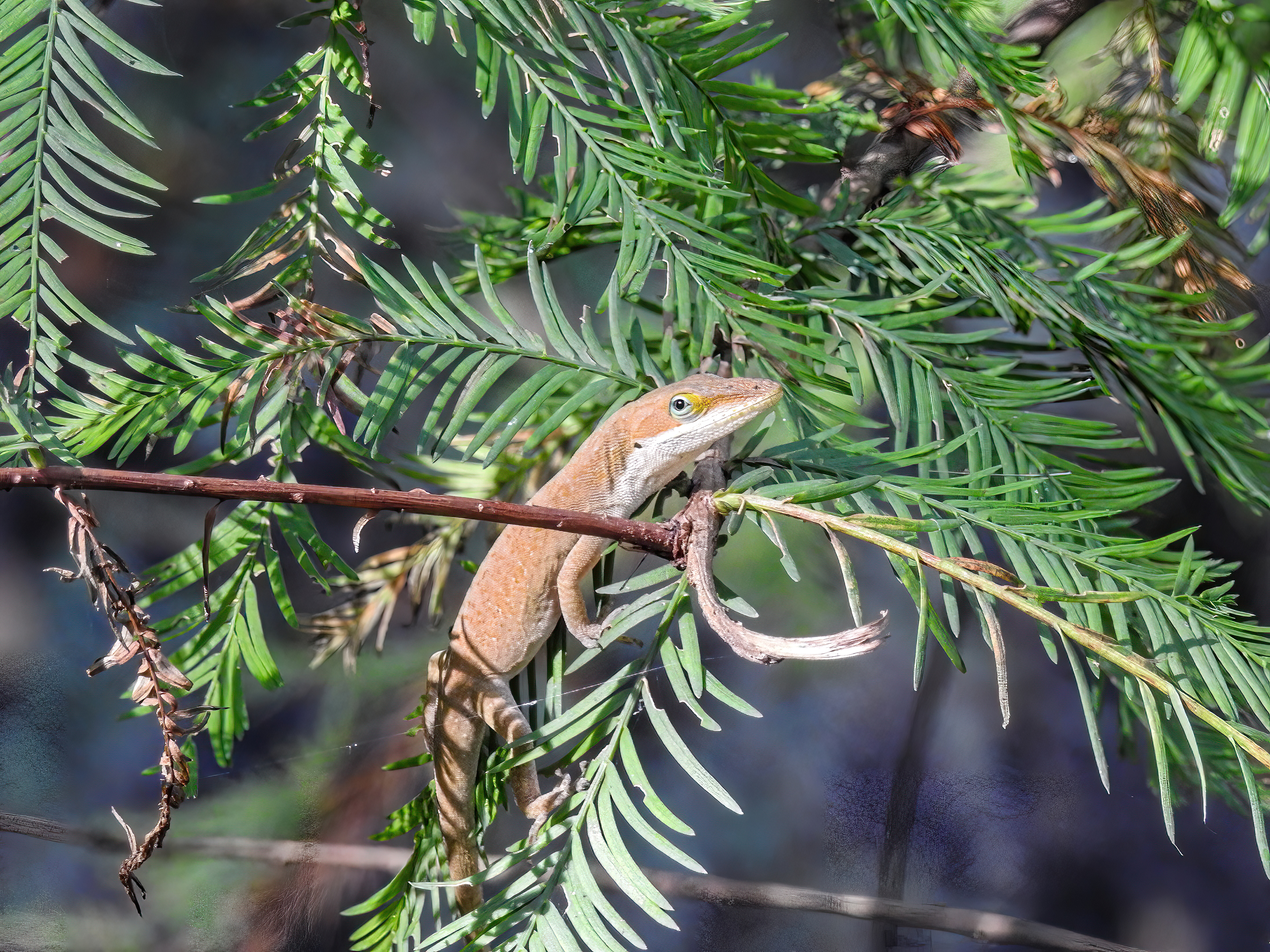Green Anole