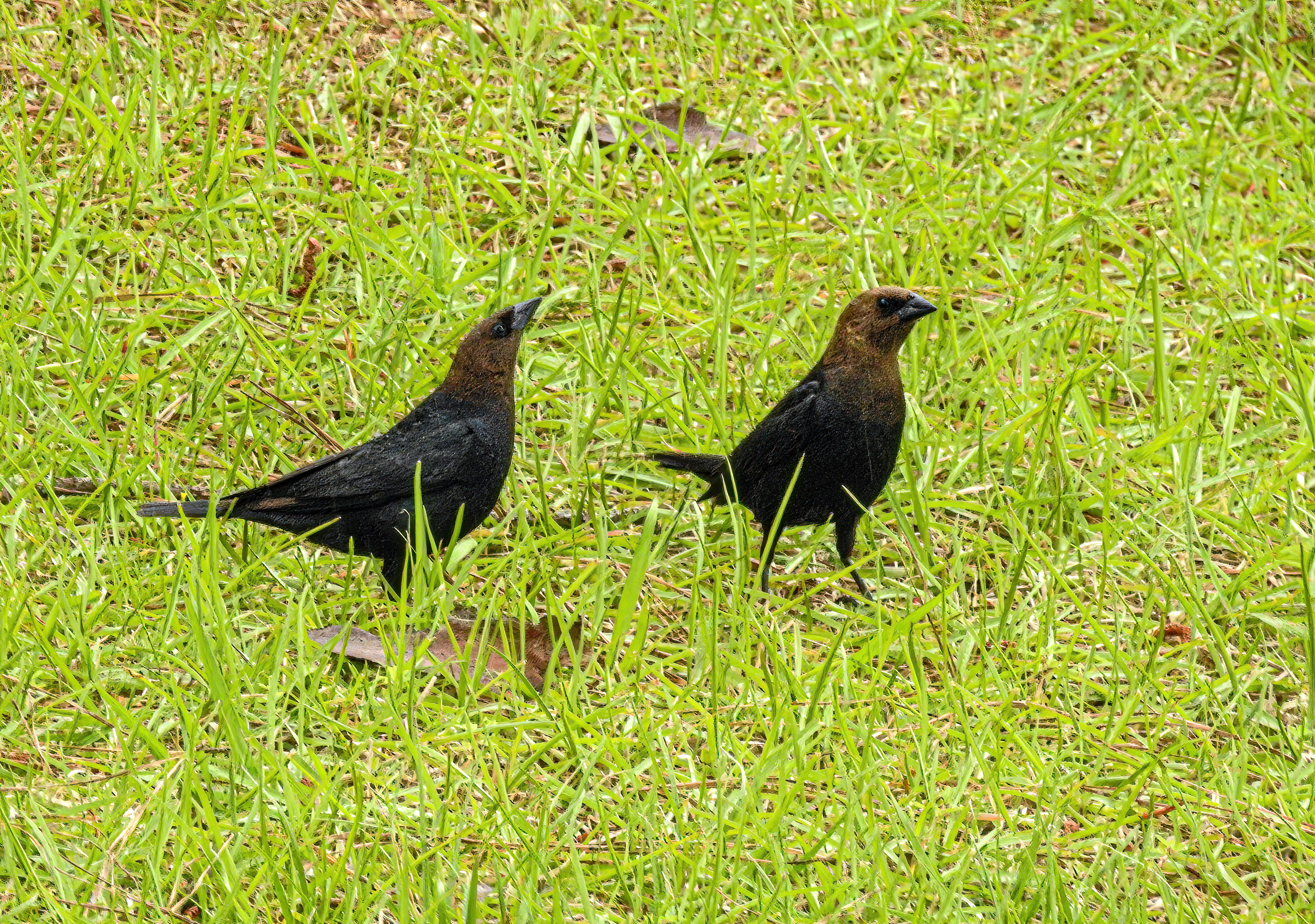 Brown-headed Cowbird