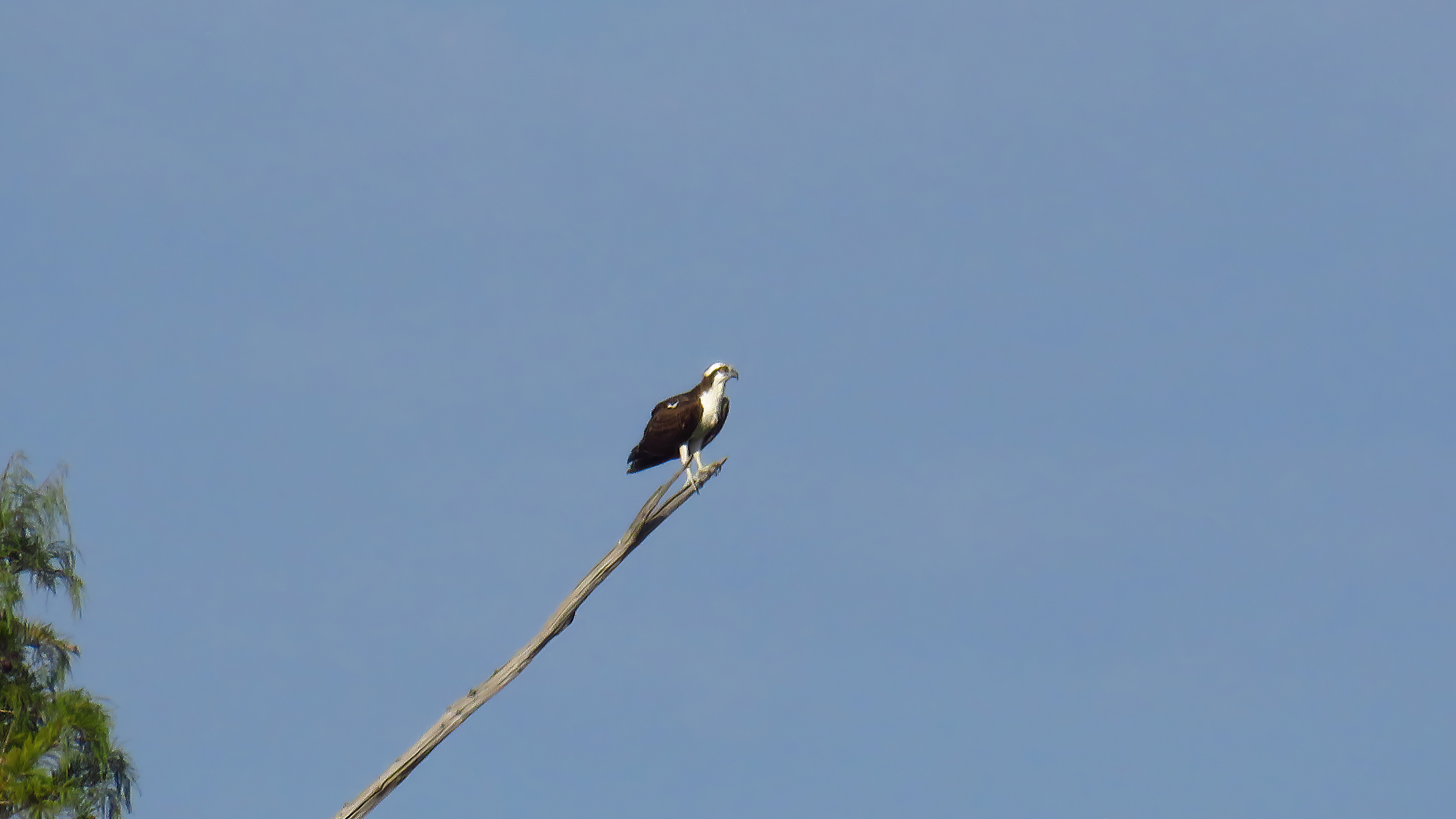Osprey