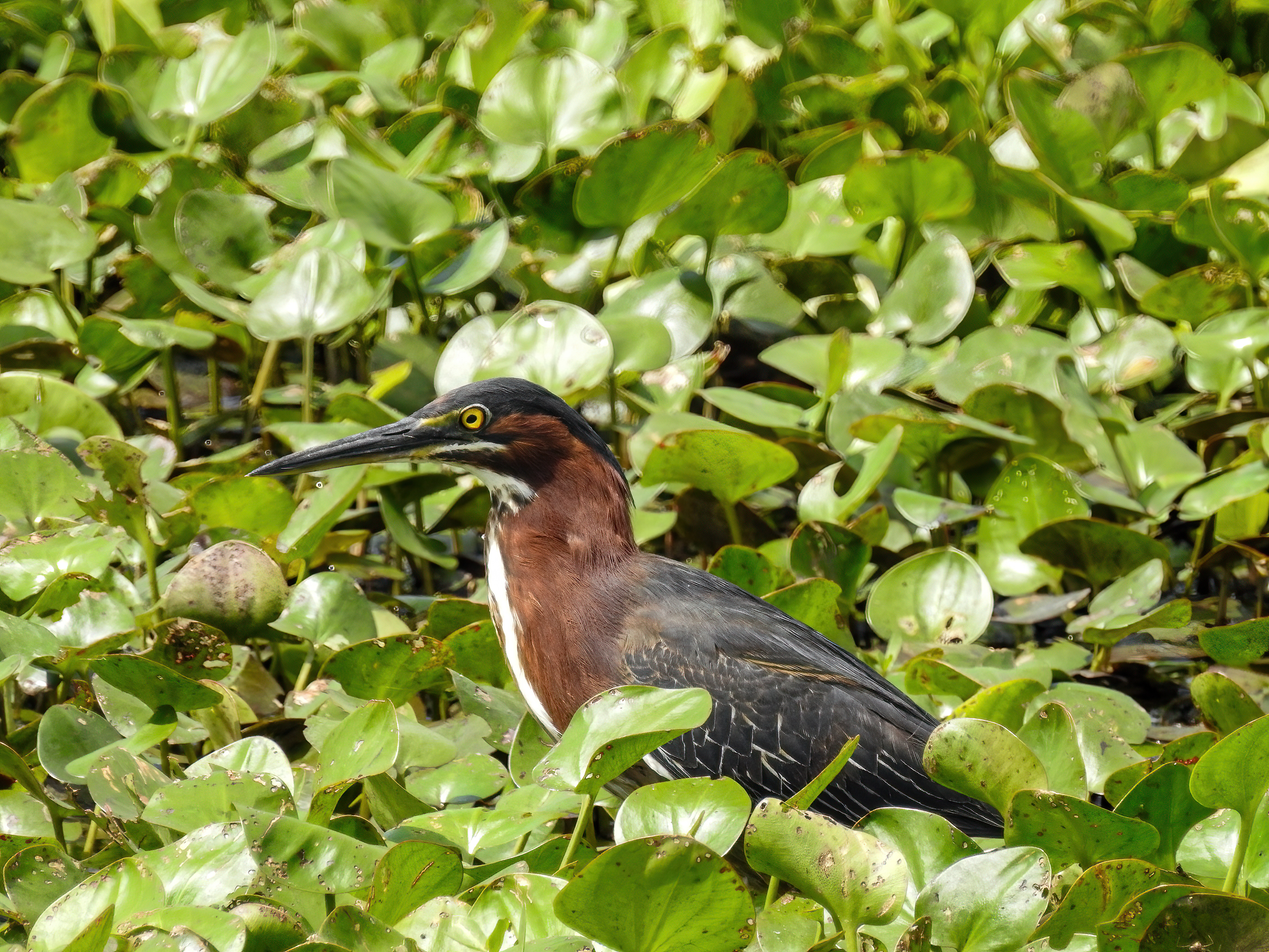 Green Heron