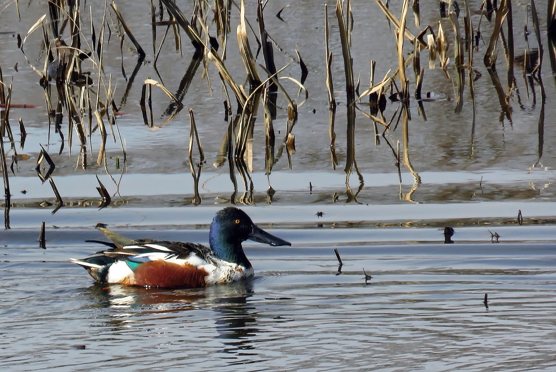 Northern Shoveler