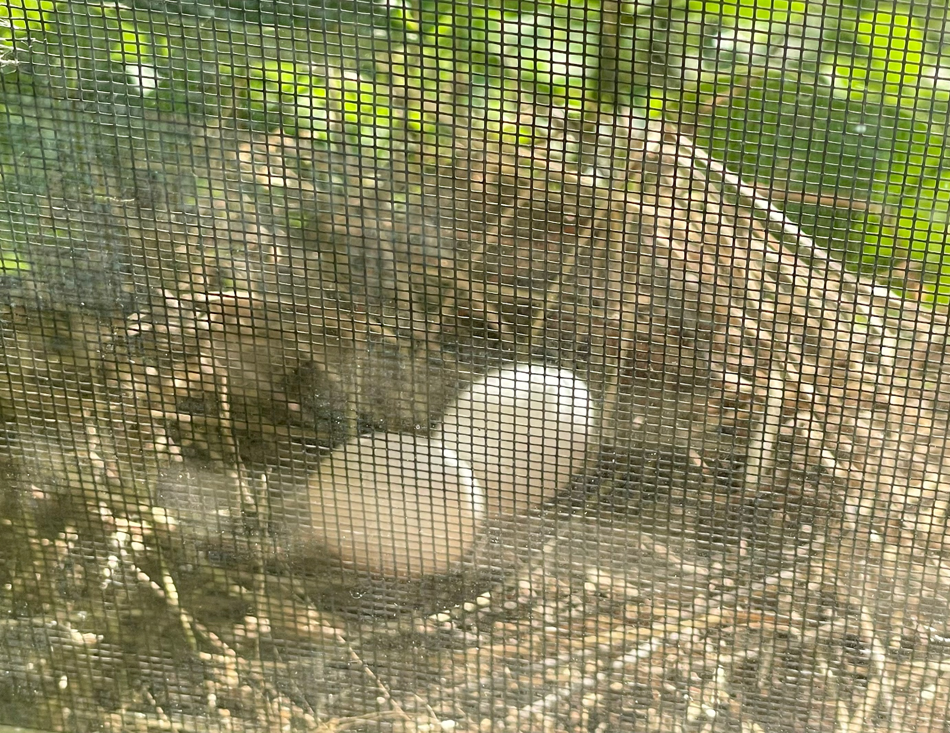 Mourning Dove eggs