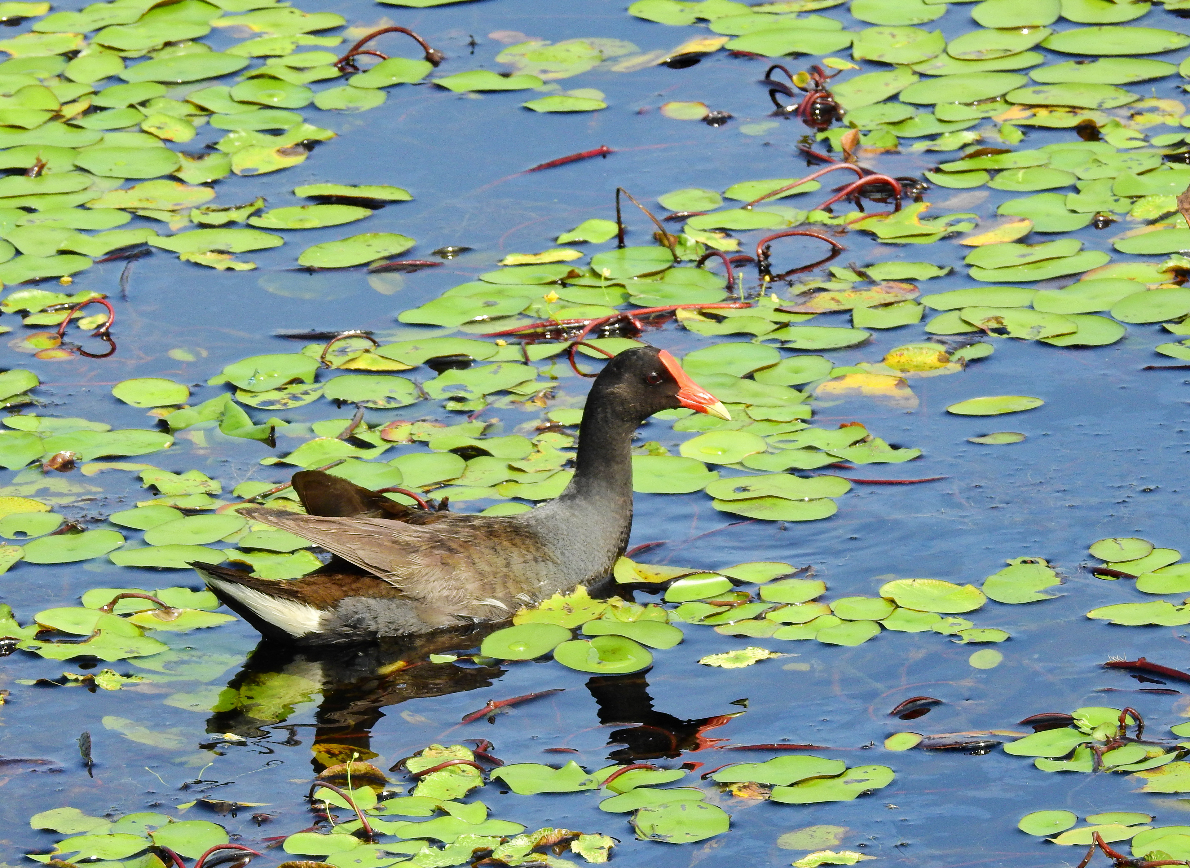 Common Gallinule (Moorhen)