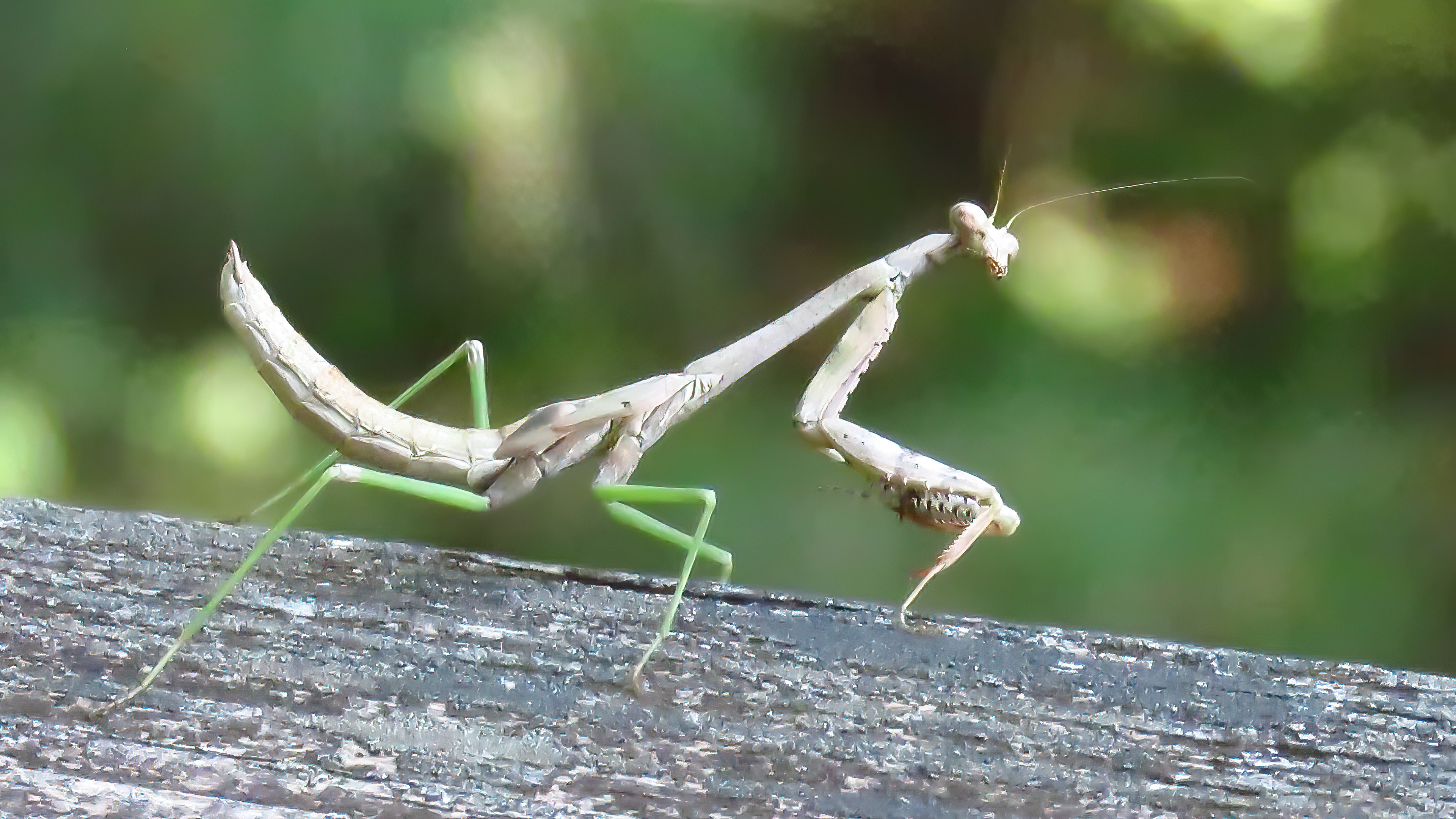 Carolina Mantis