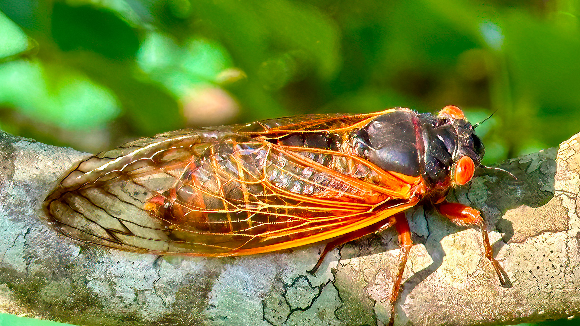Brood XIX Cicada