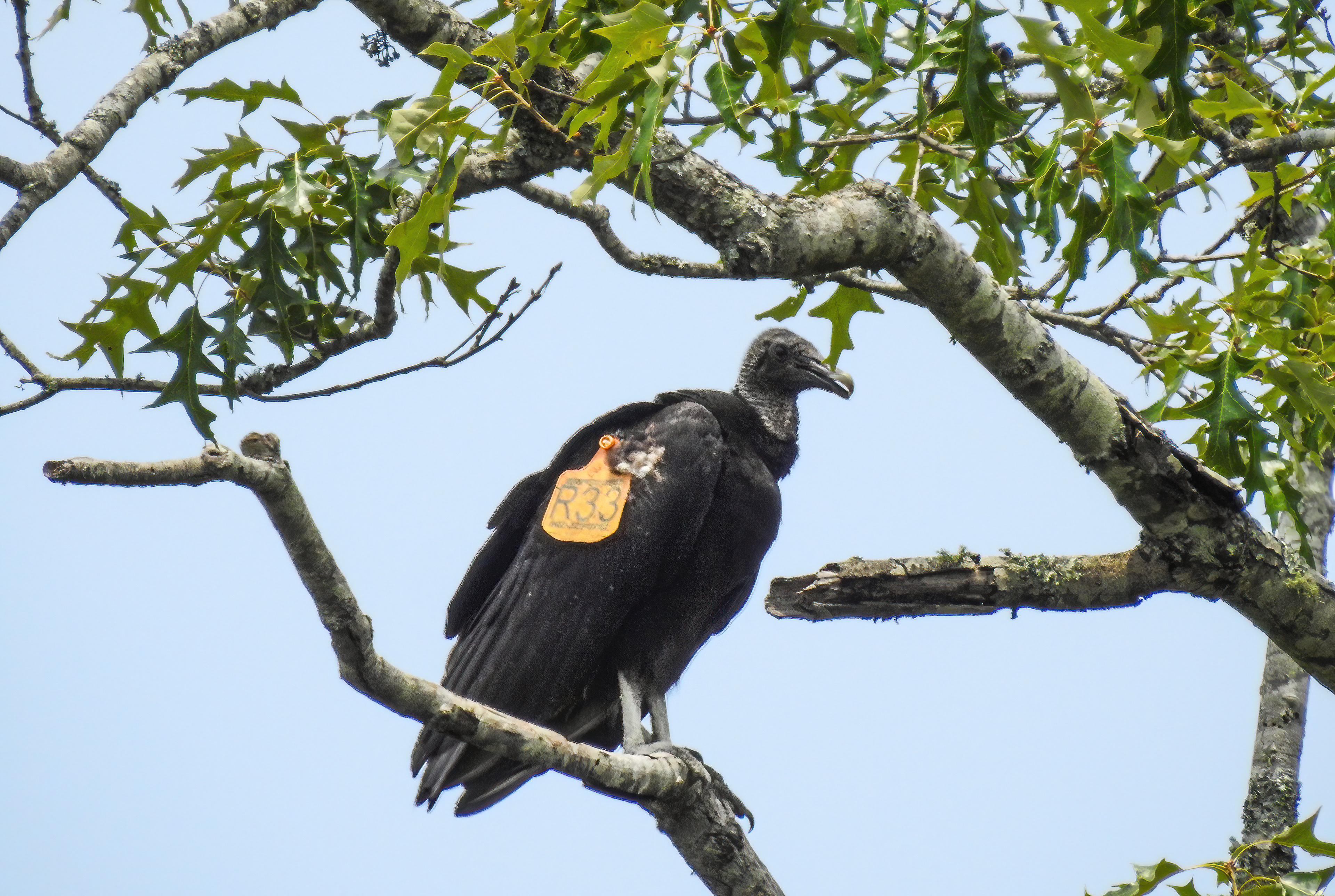 Black Vulture