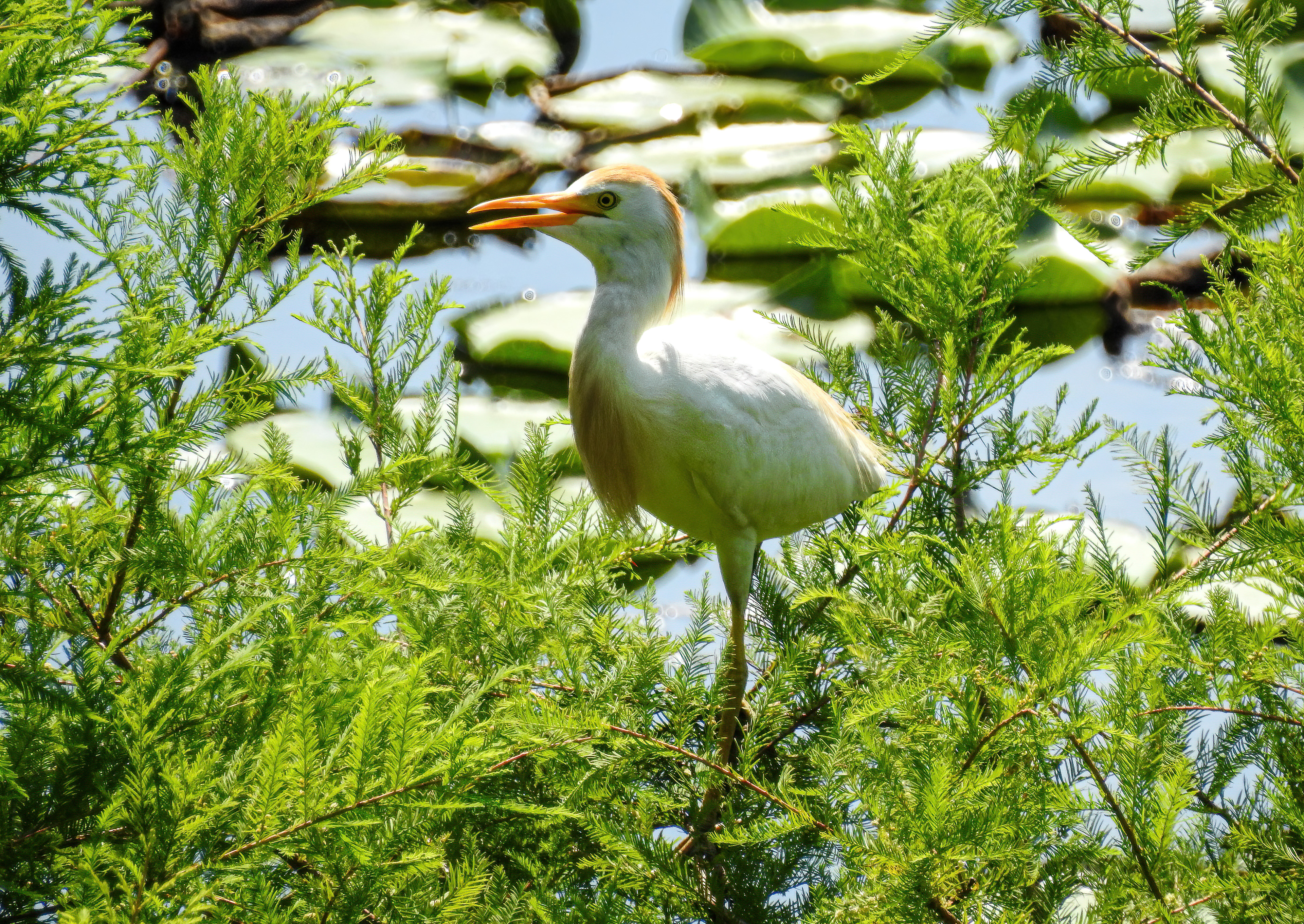 Cattle Egret