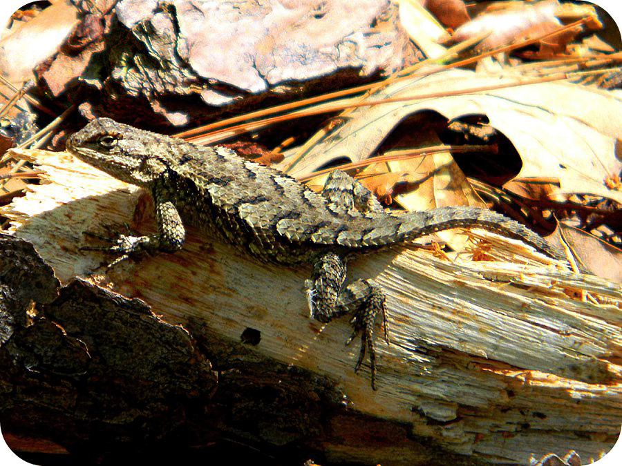 Eastern Fence Lizard