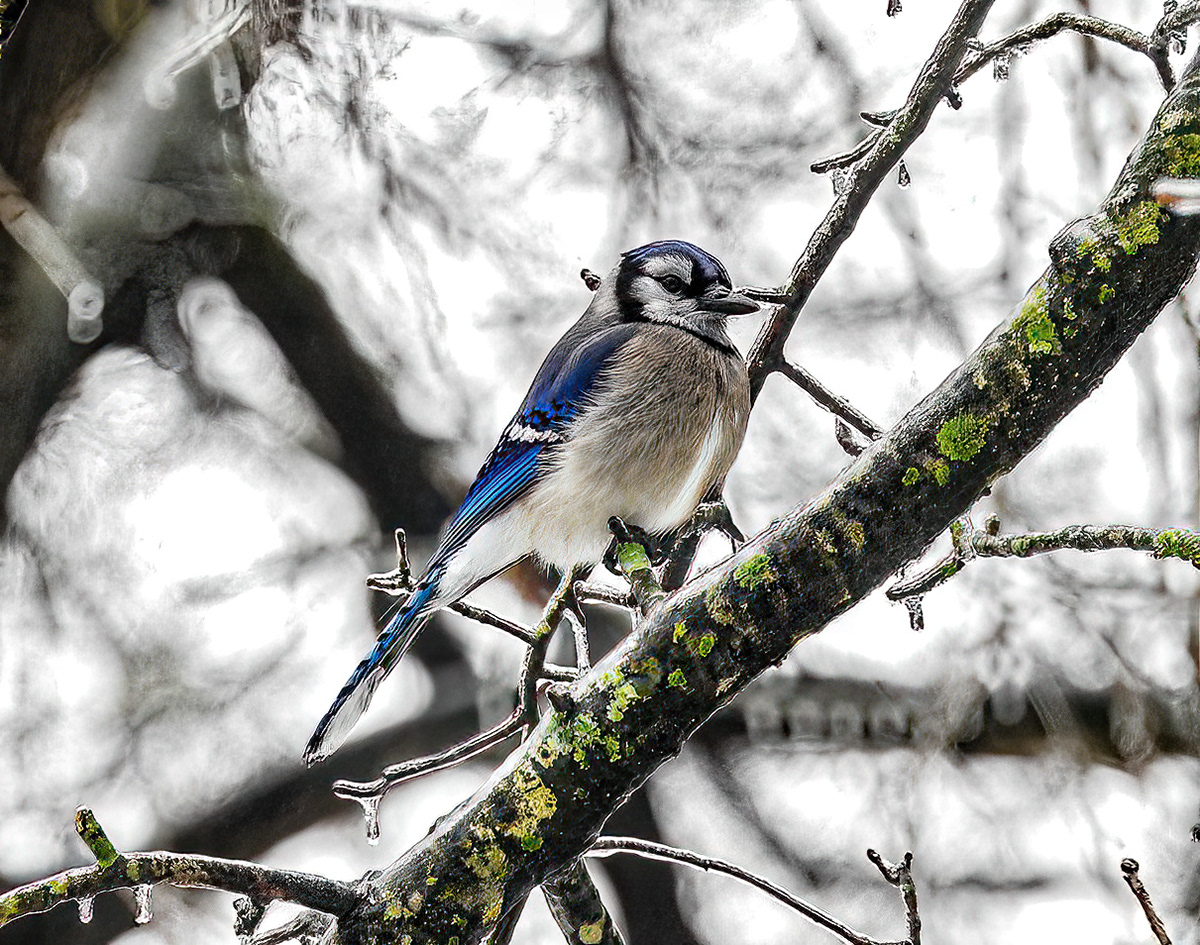 BlueJay