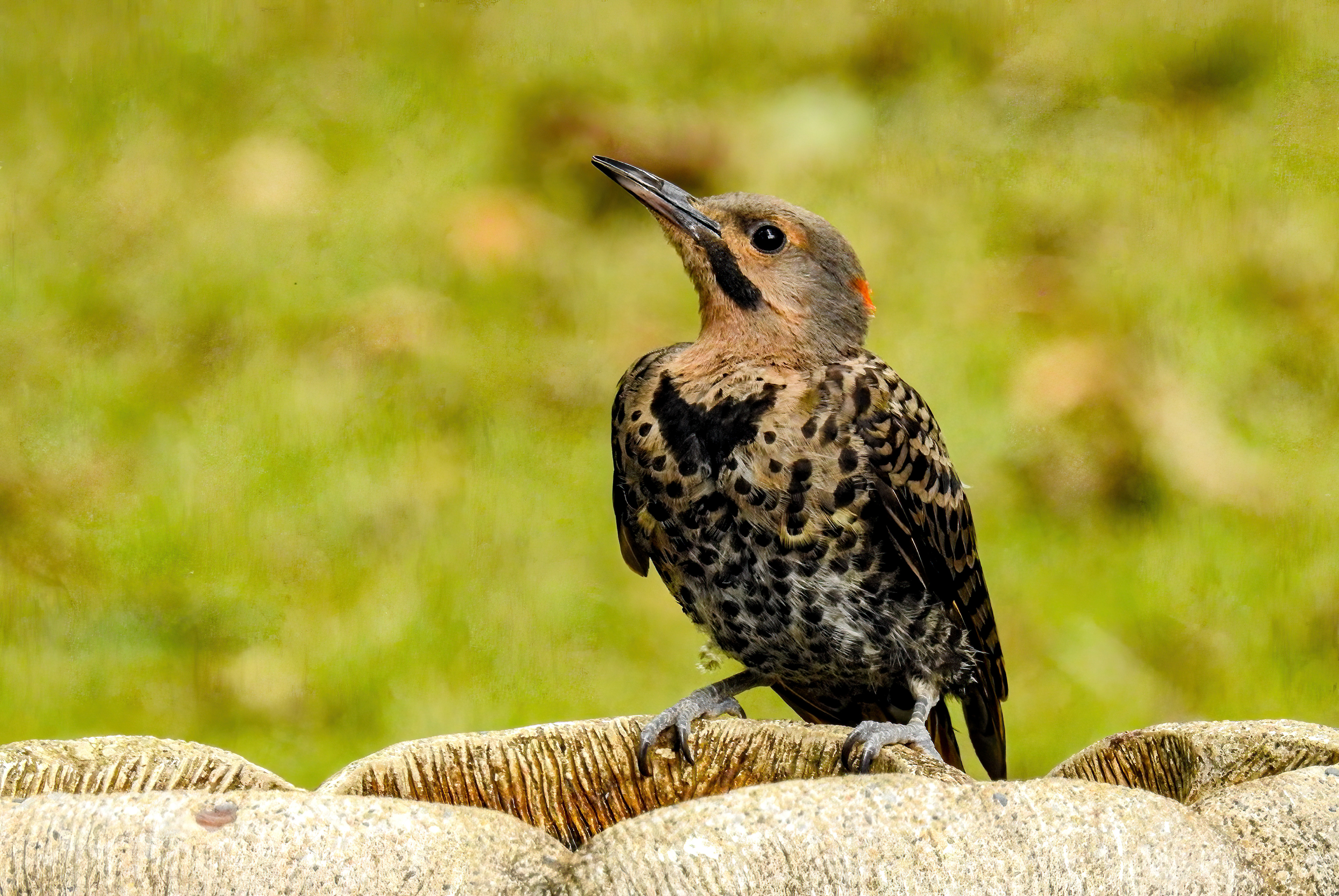 Northern Flicker