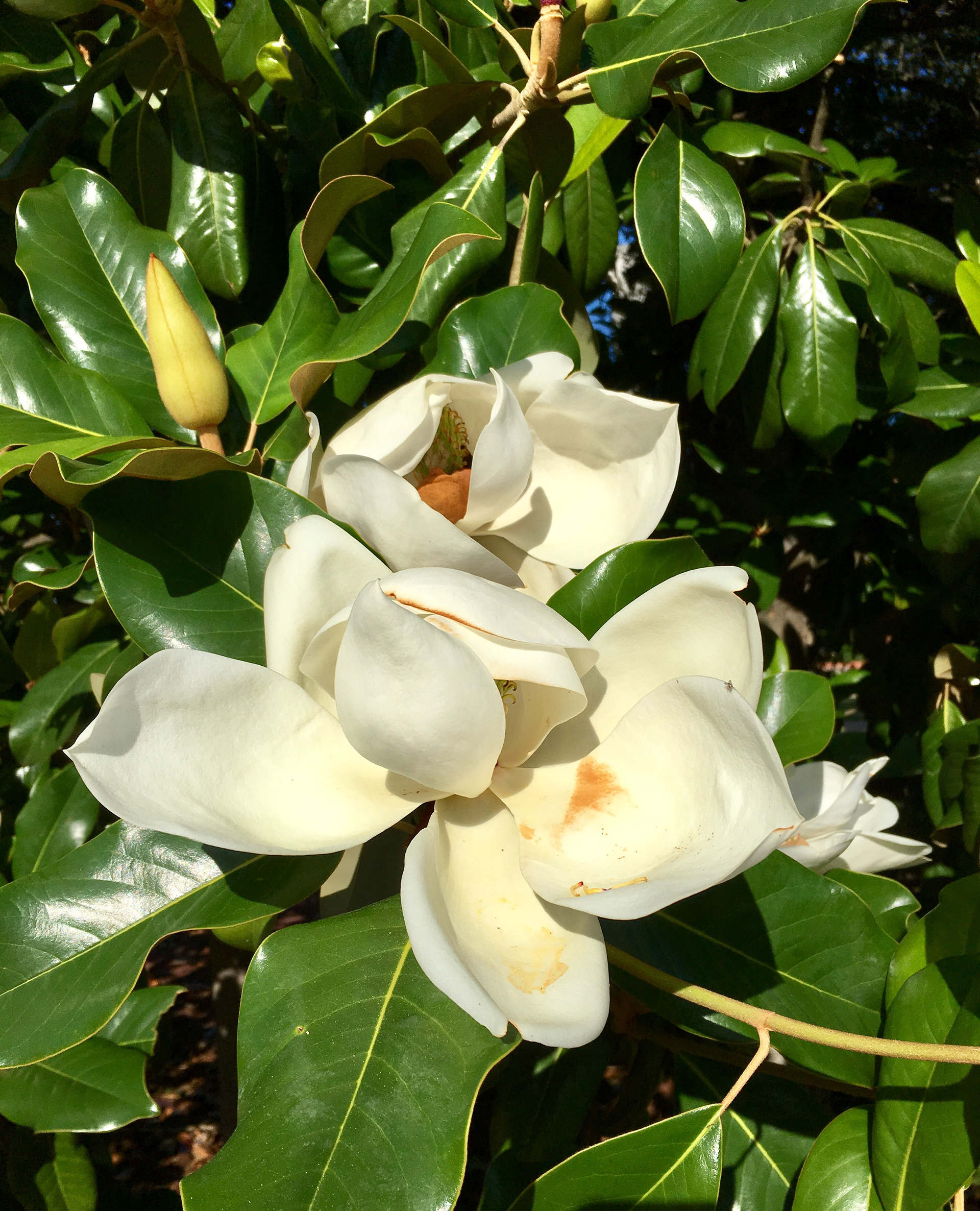 Magnolia