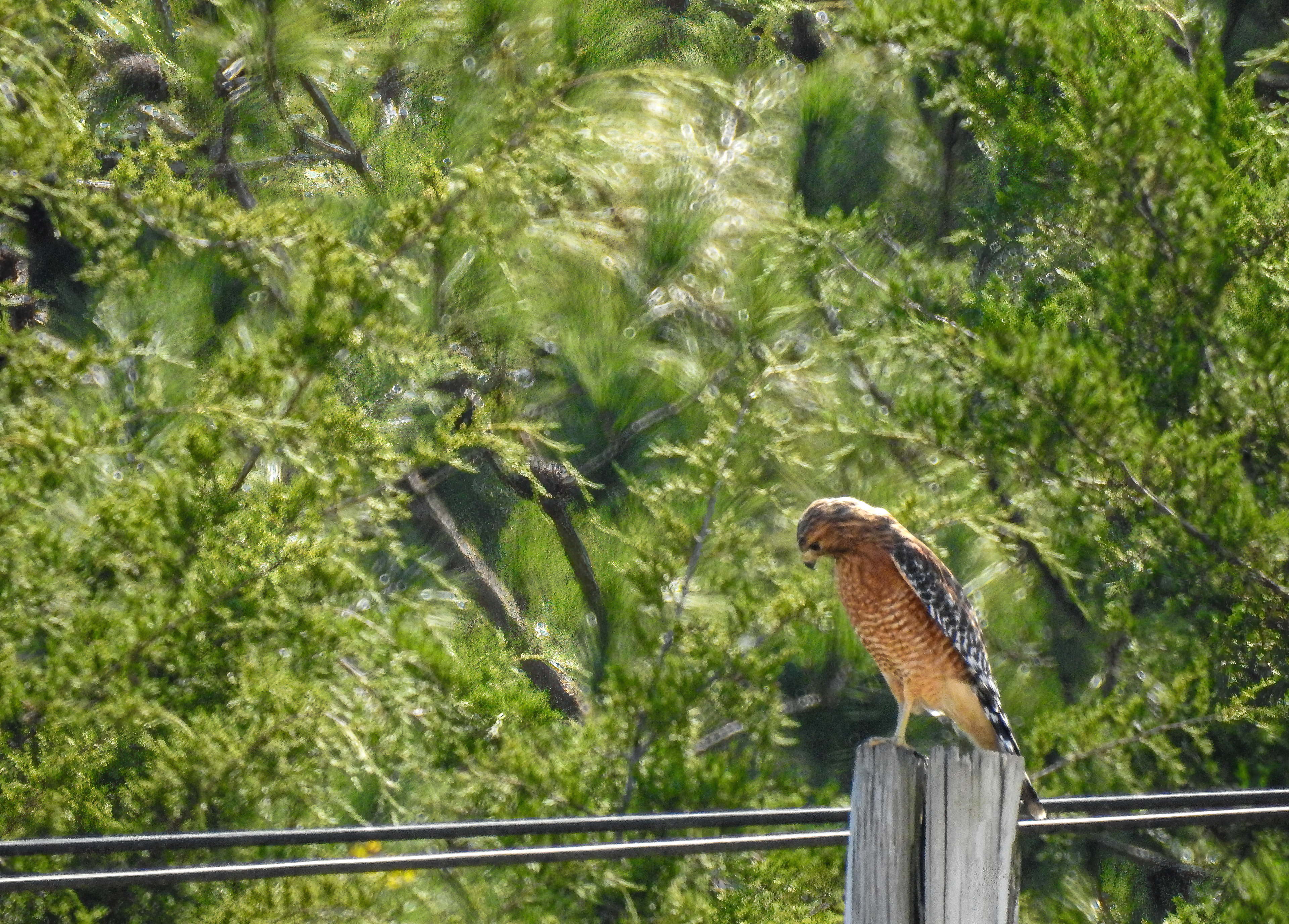 Red-shouldered Hawk