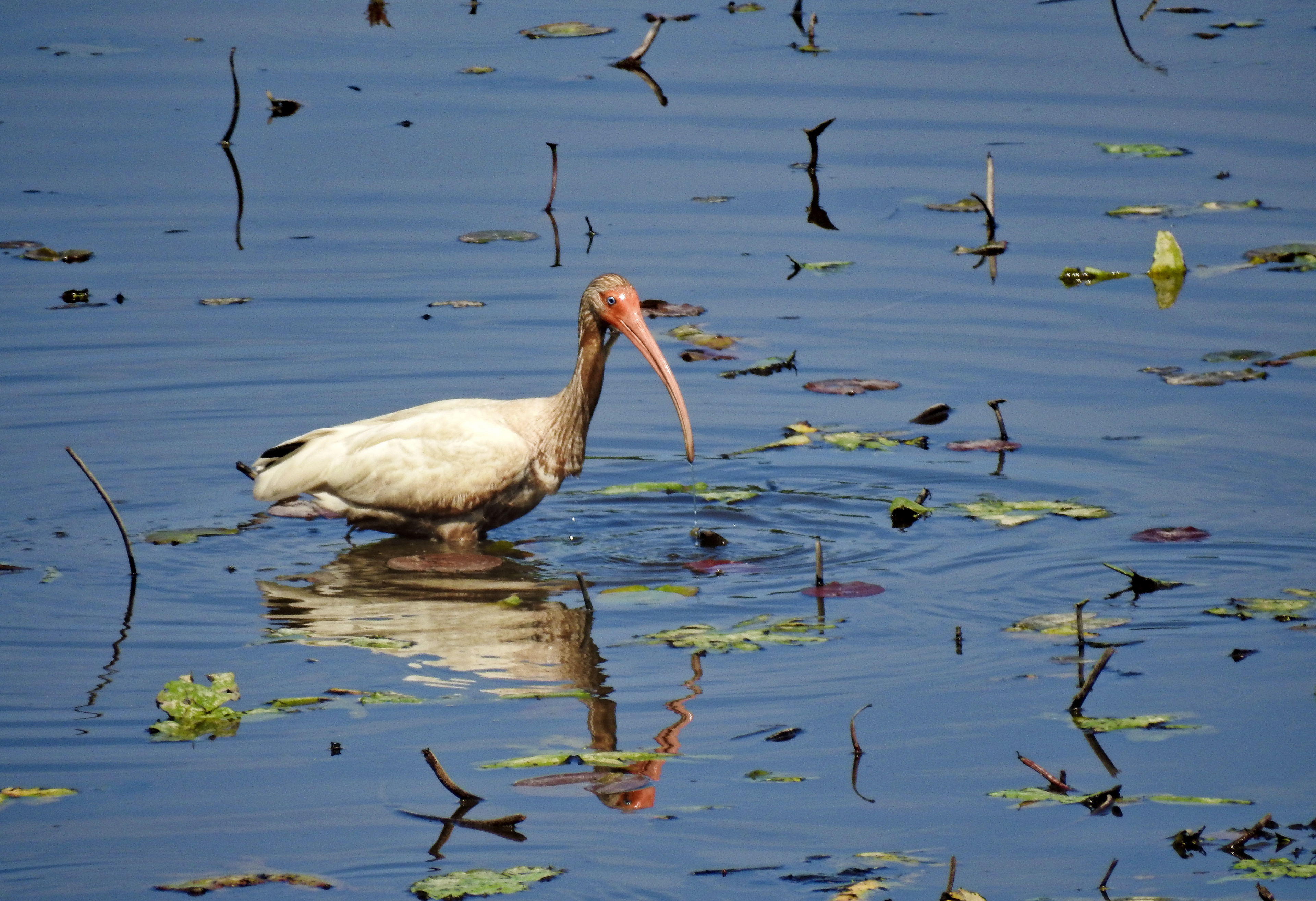 Ibis