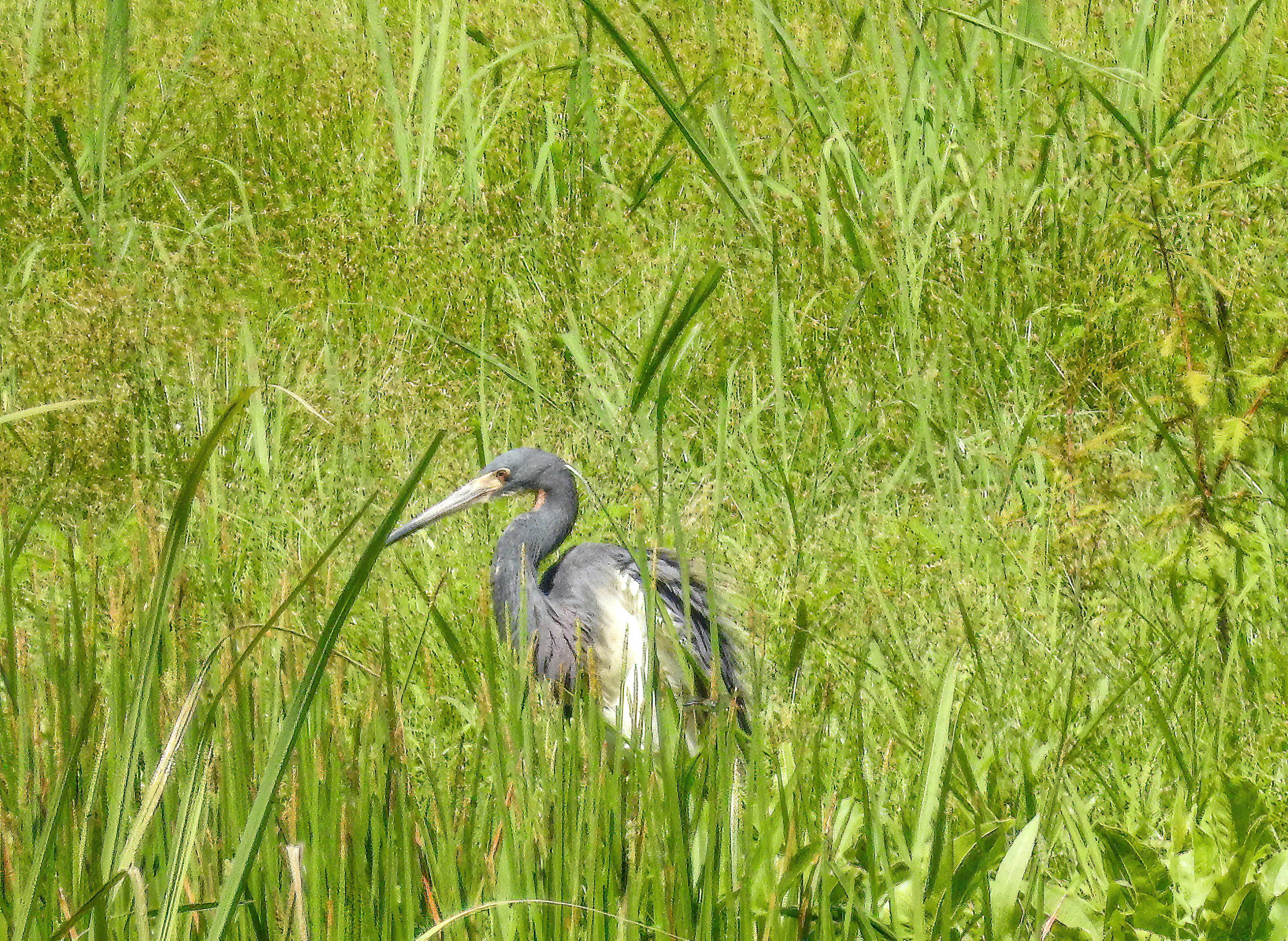 Tricolor Heron