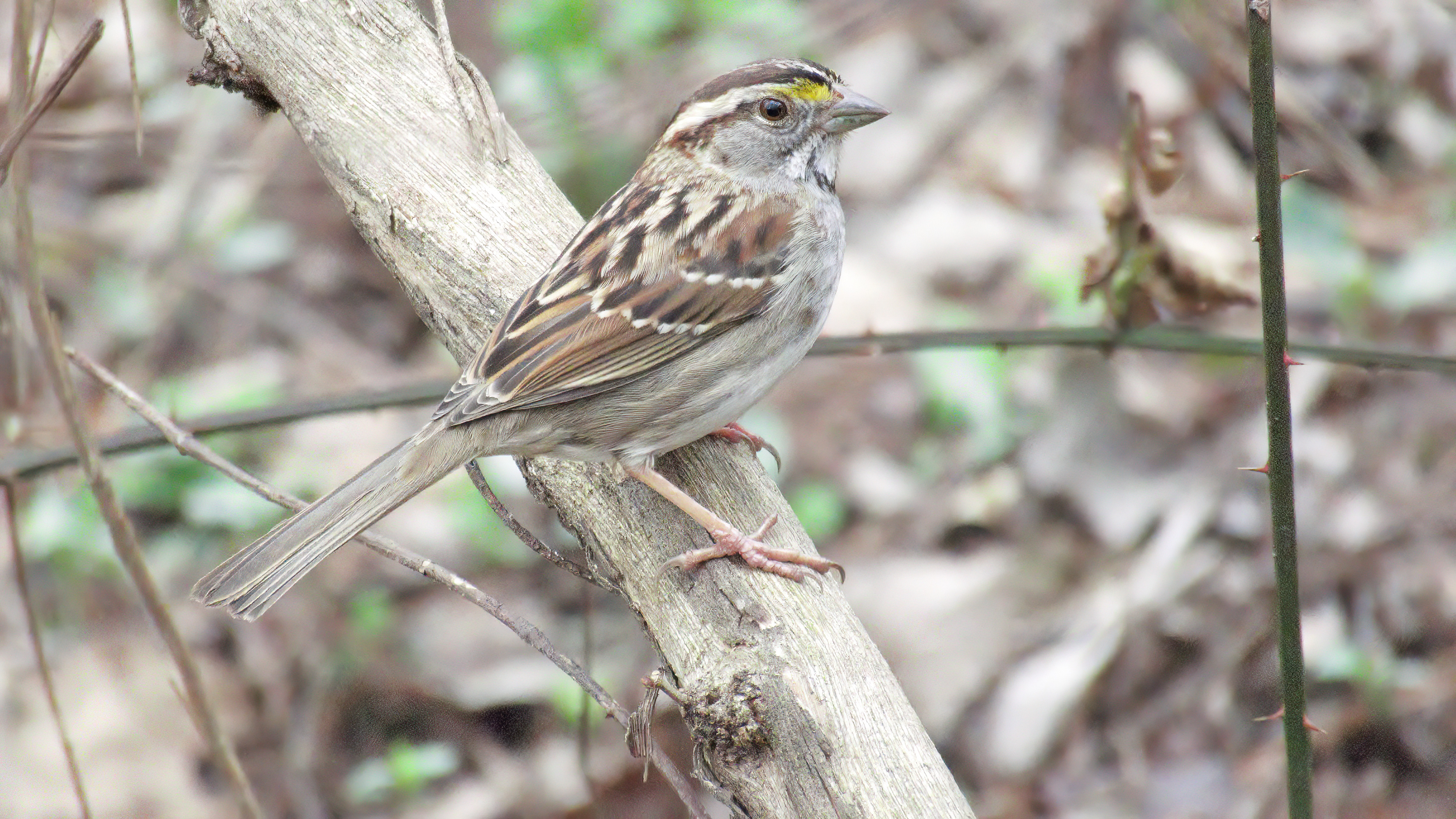 White-throated Sparrow