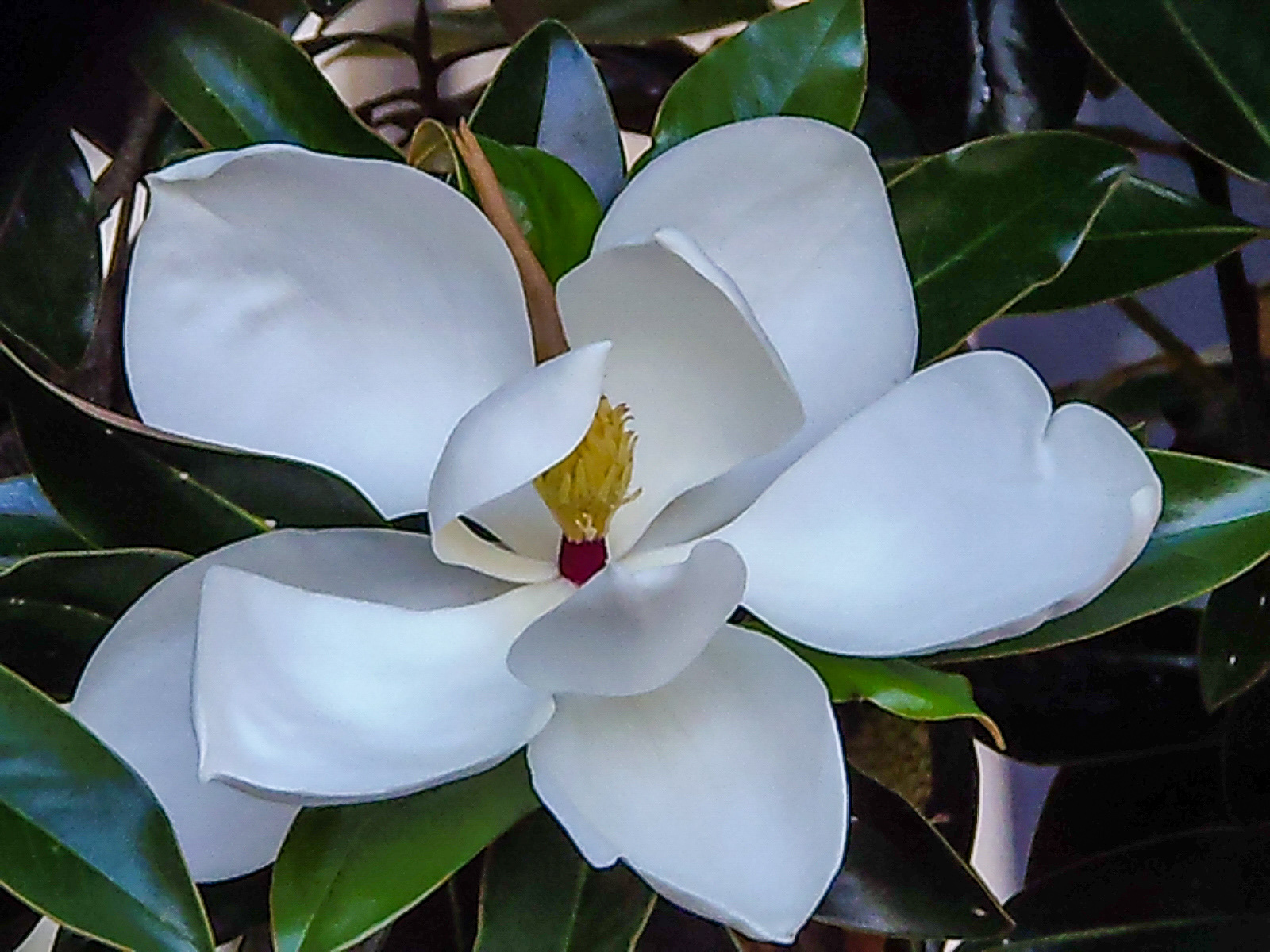 Magnolia