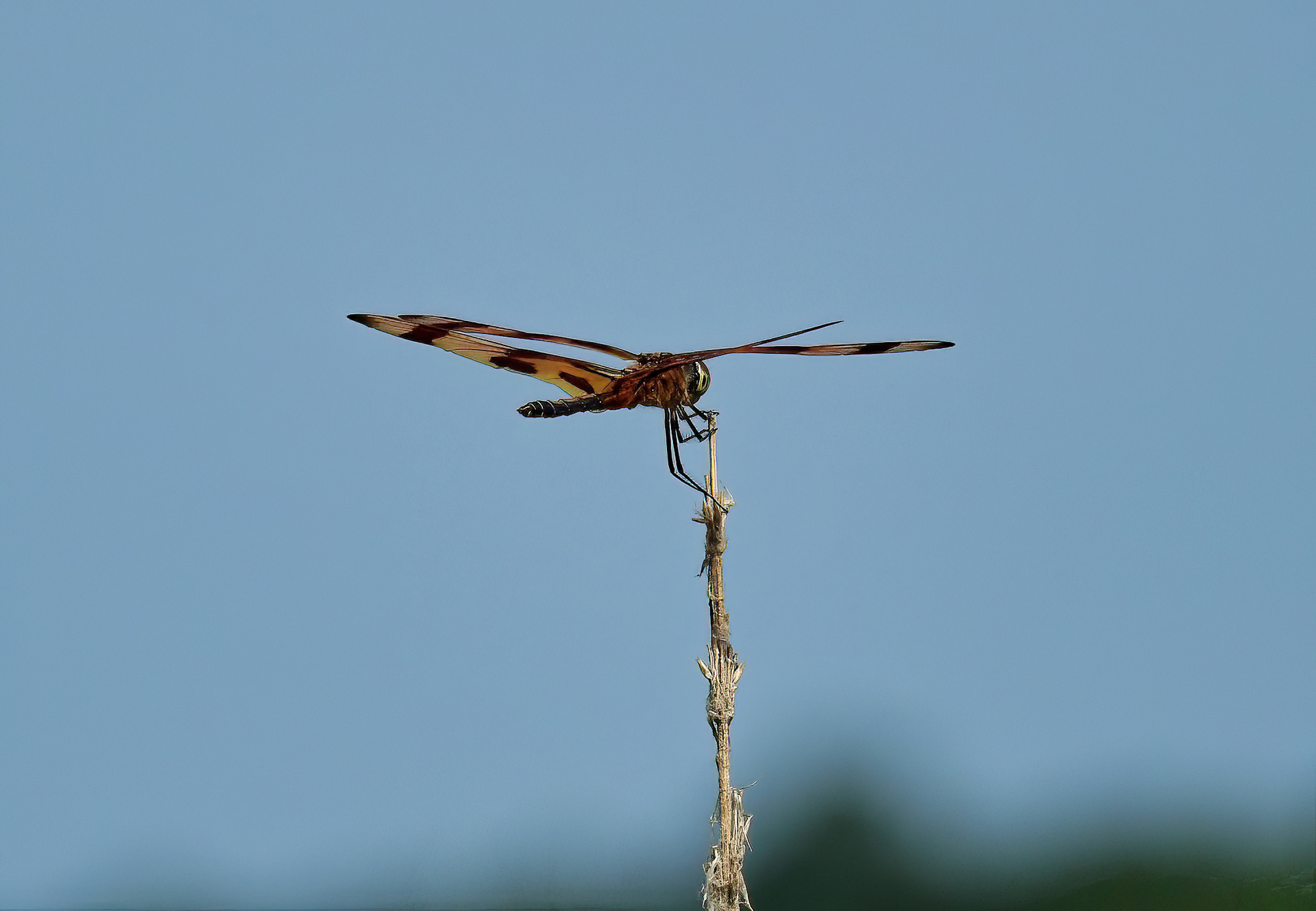 Halloween Pennant