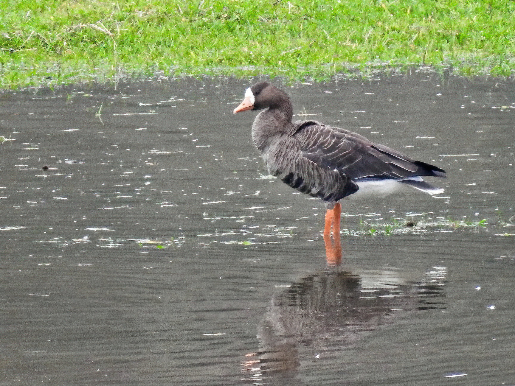 Greater White-front Goose
