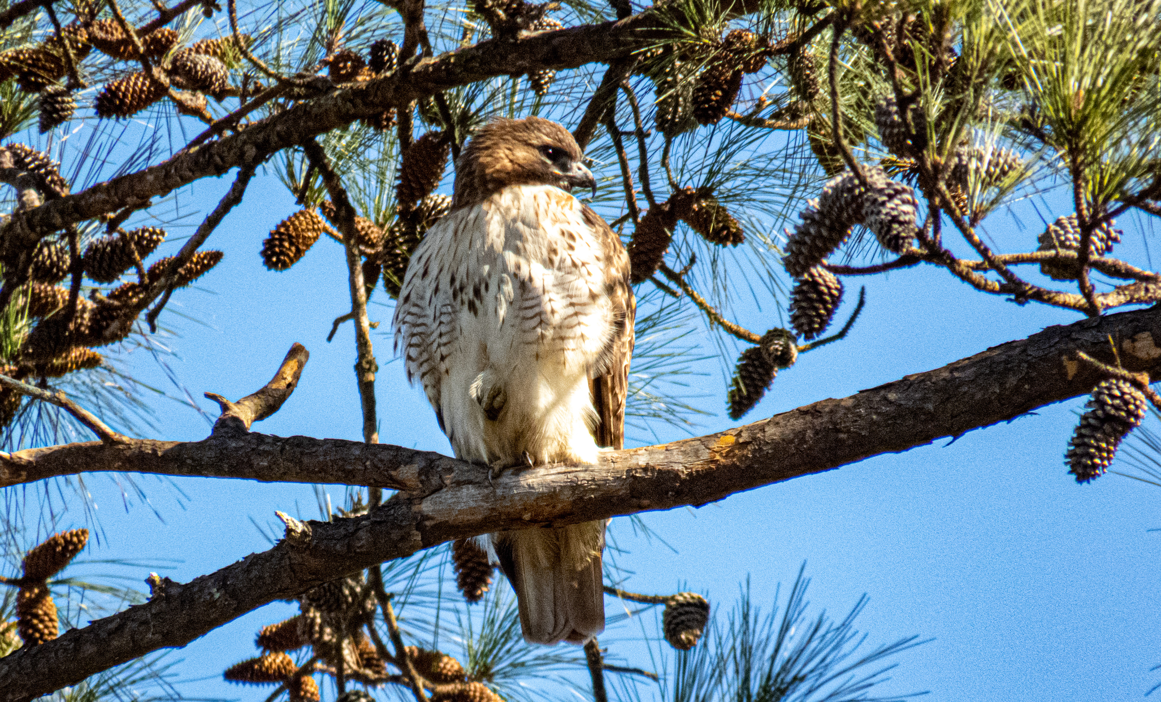 Red-tailed Hawk