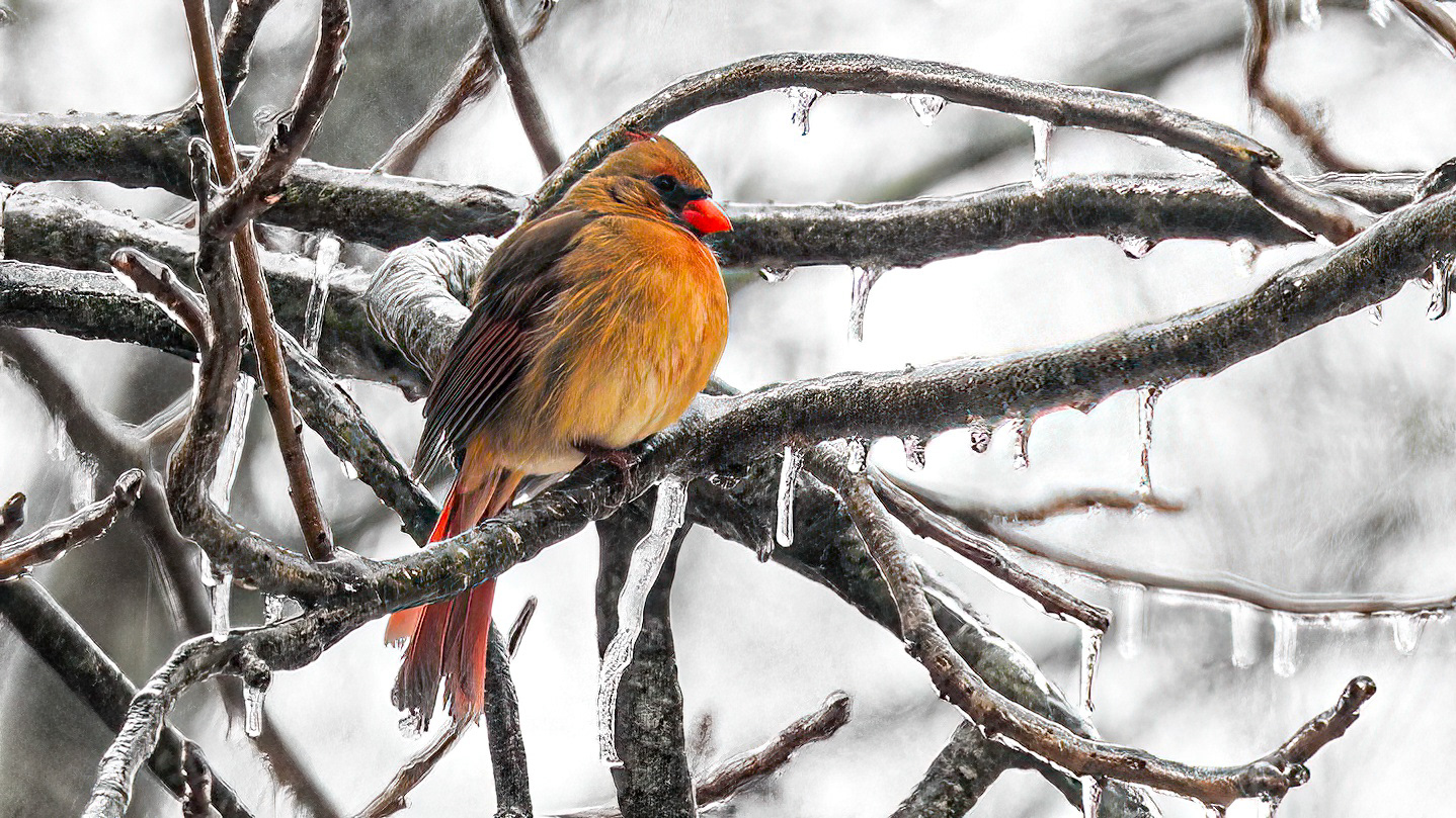 Northern Cardinal Female