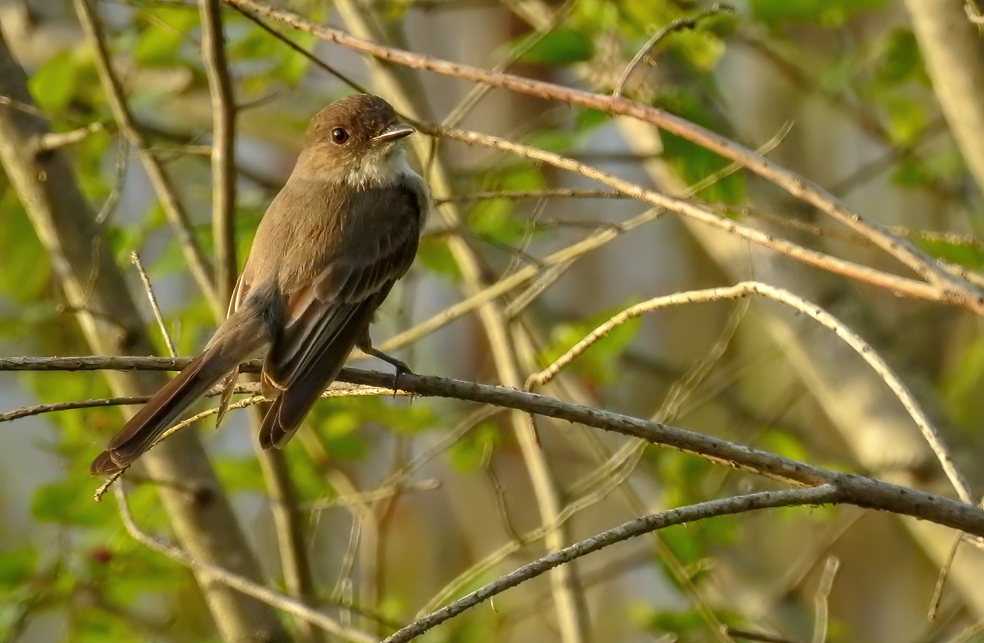 Eastern Phoebe
