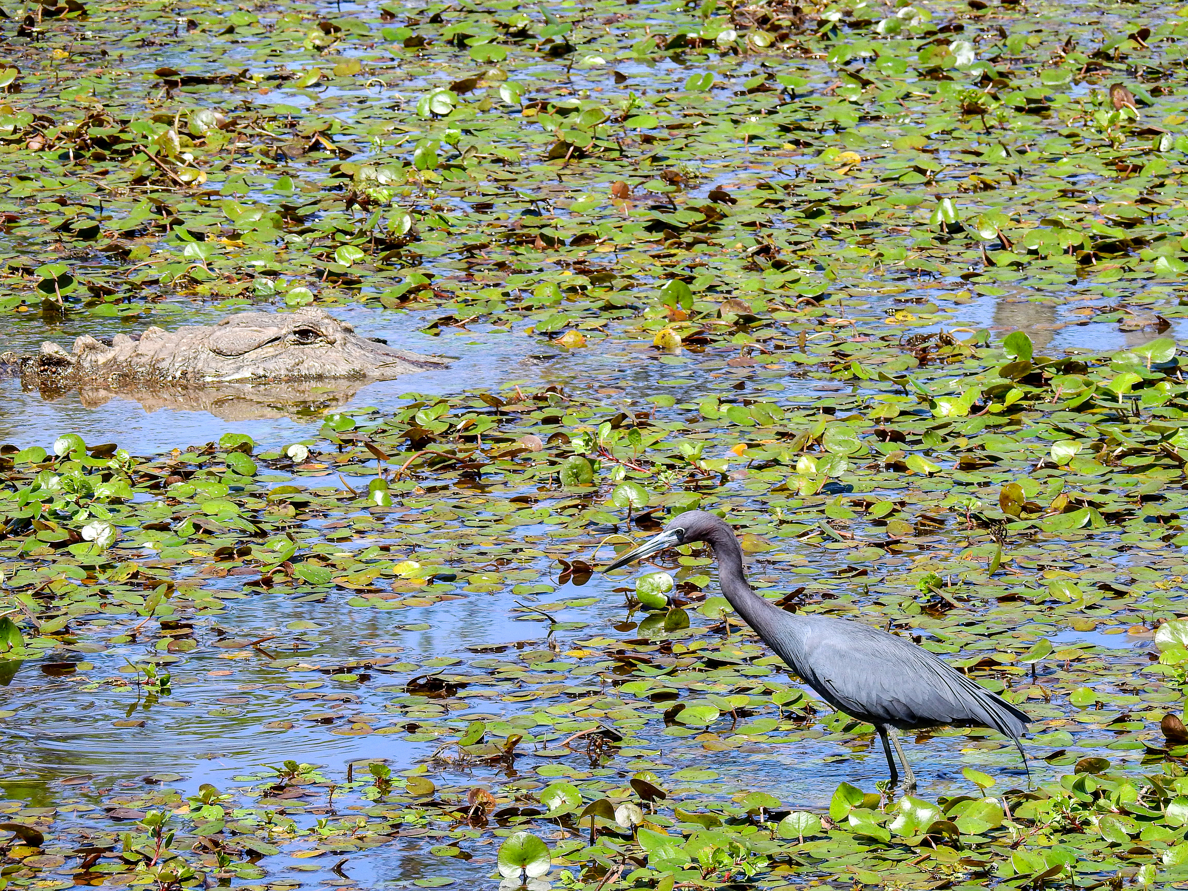 Little Blue Heron and Gator