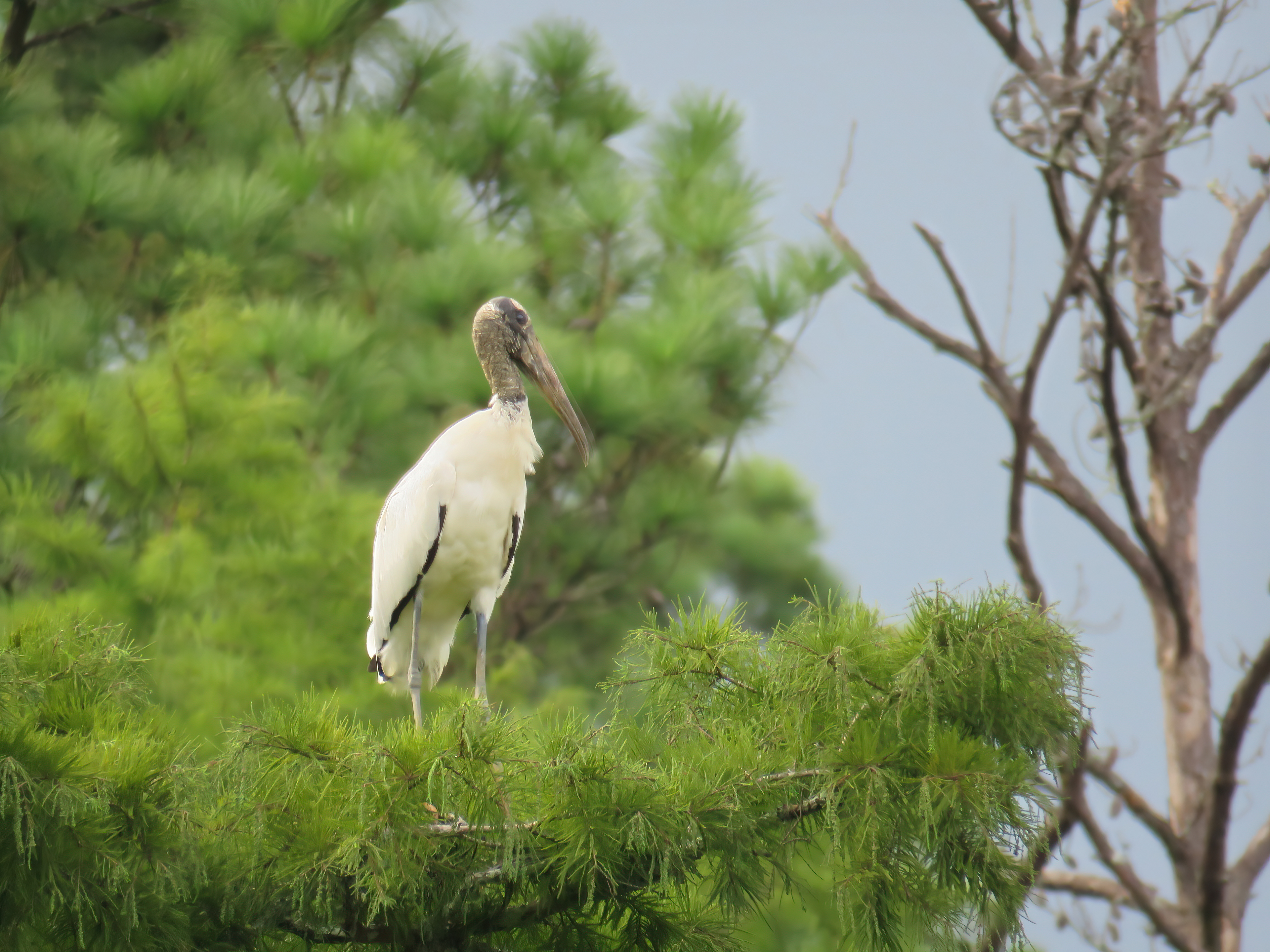 Wood Stork