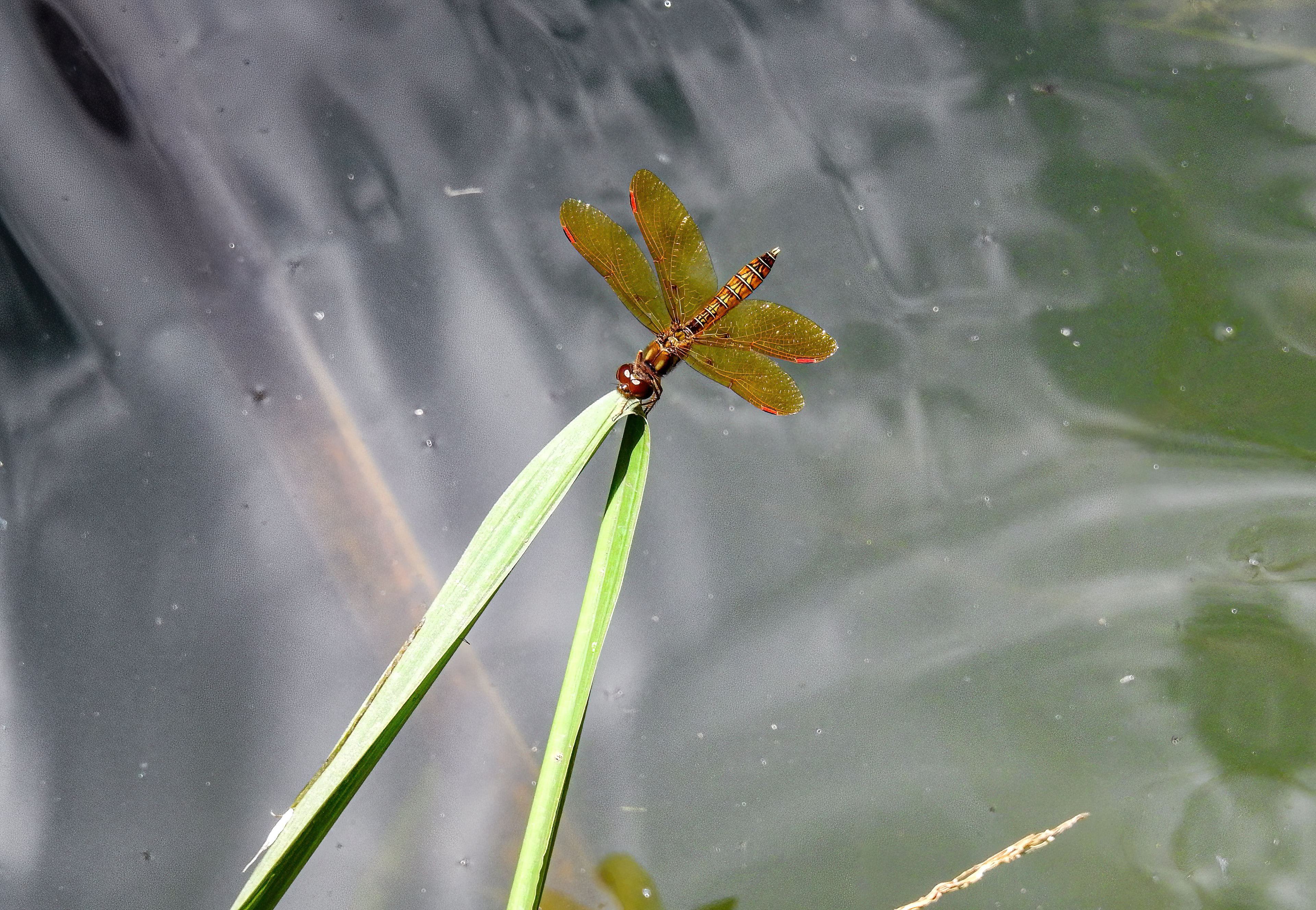 Eastern Amberwing