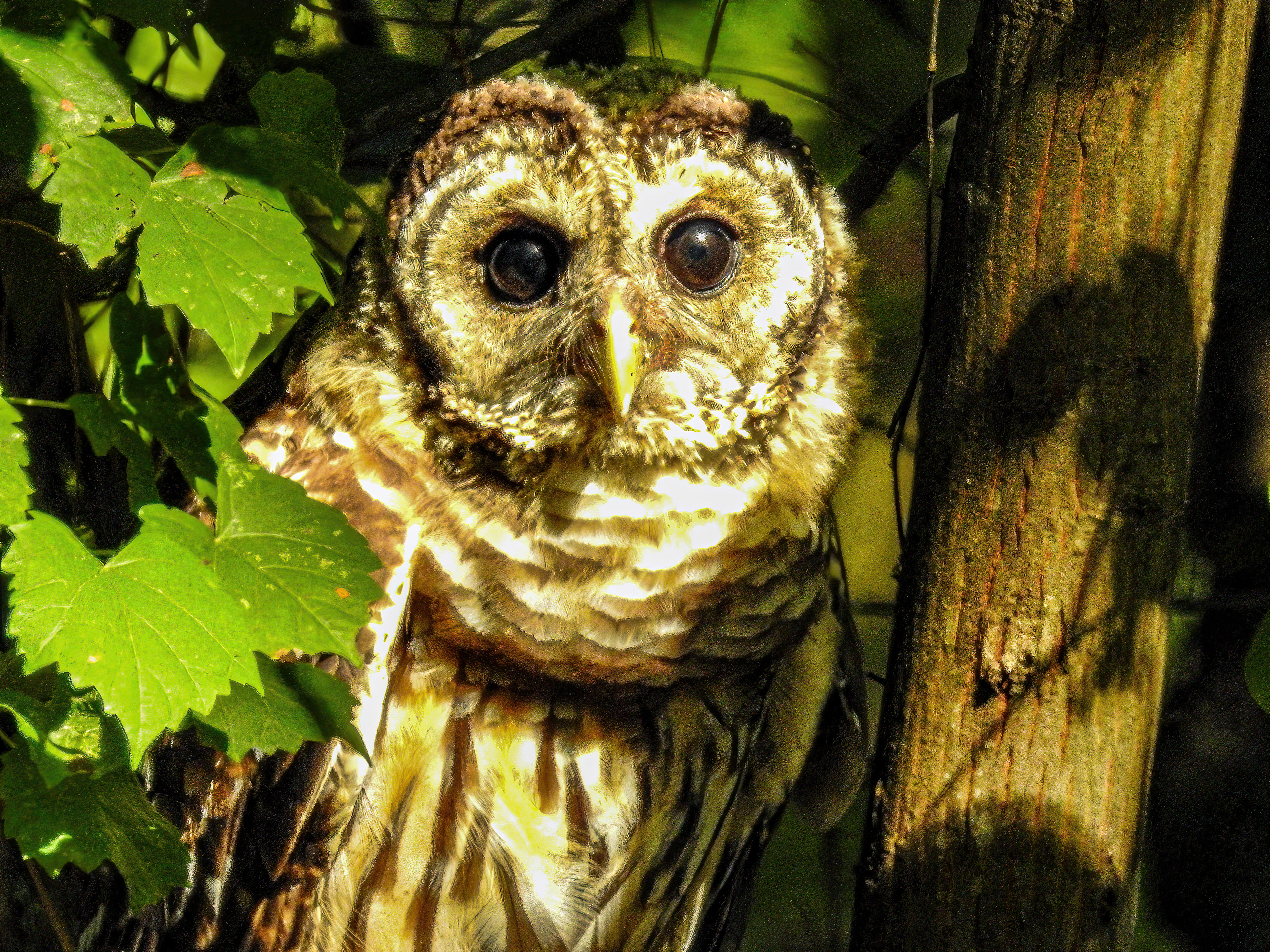 Barred Owl