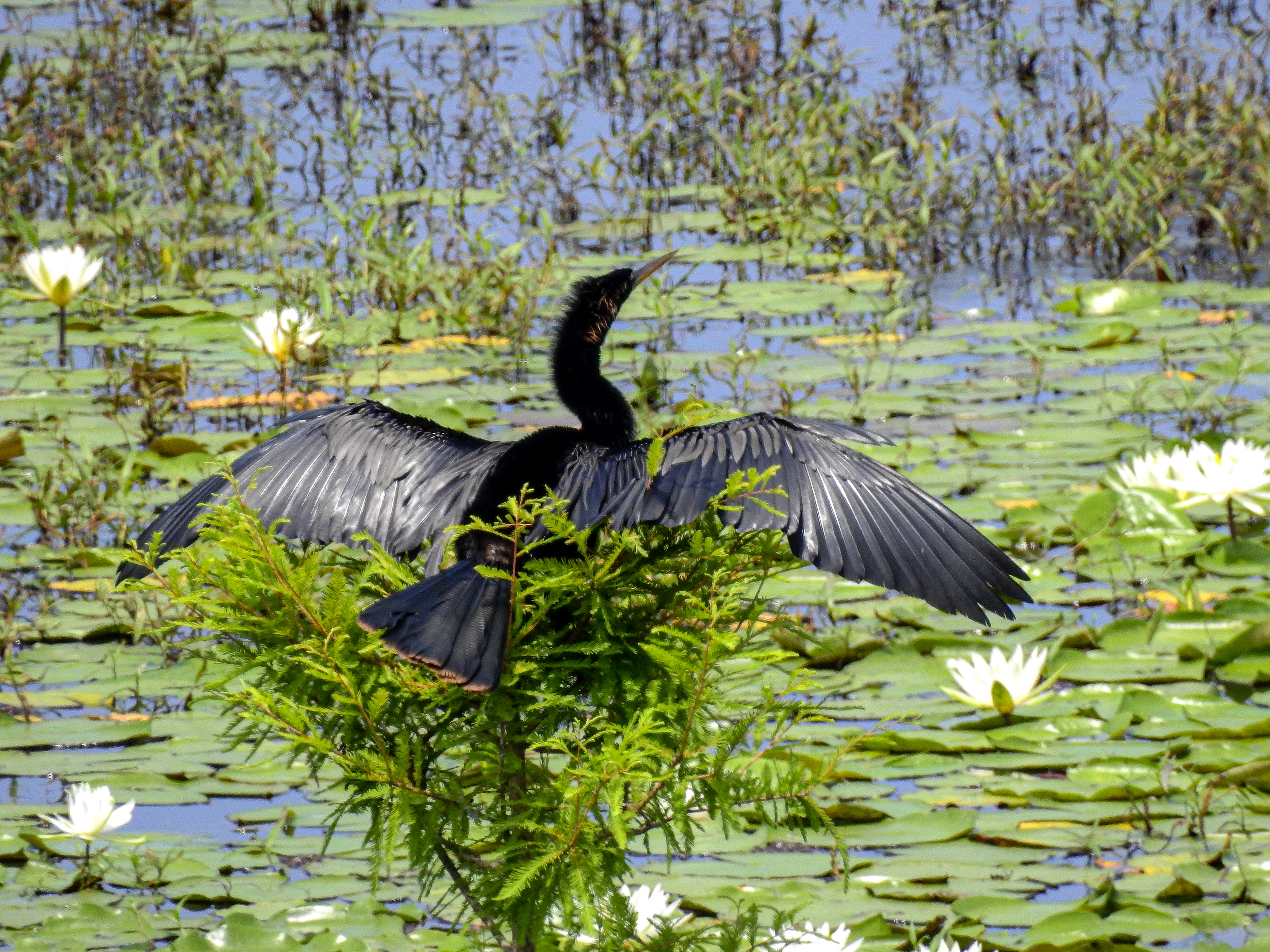 Anhinga