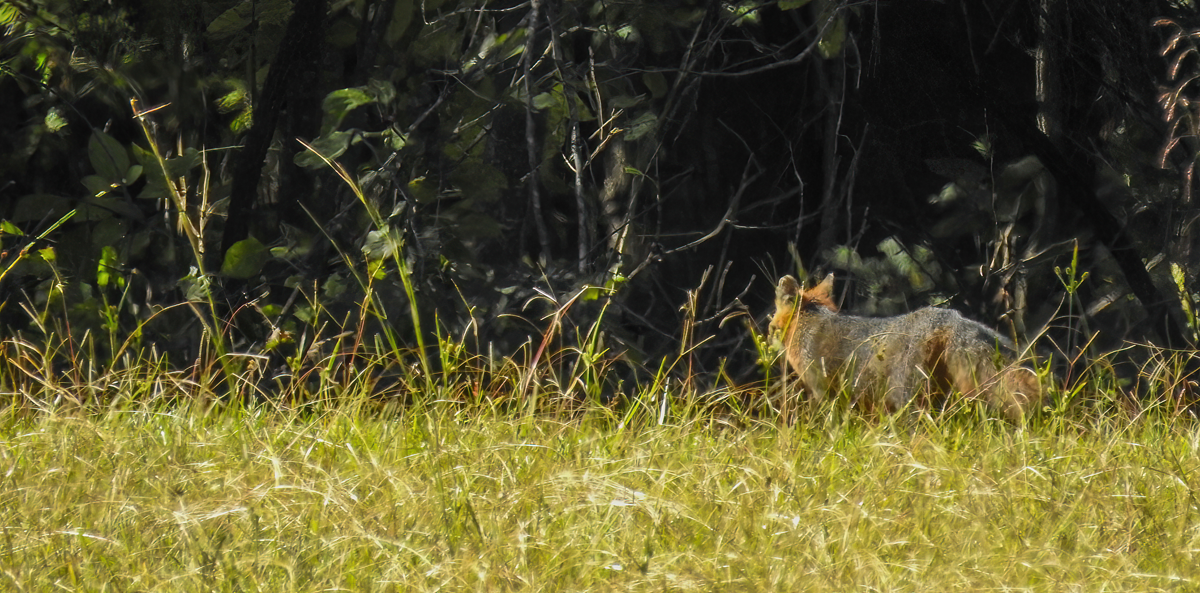 Grey Fox