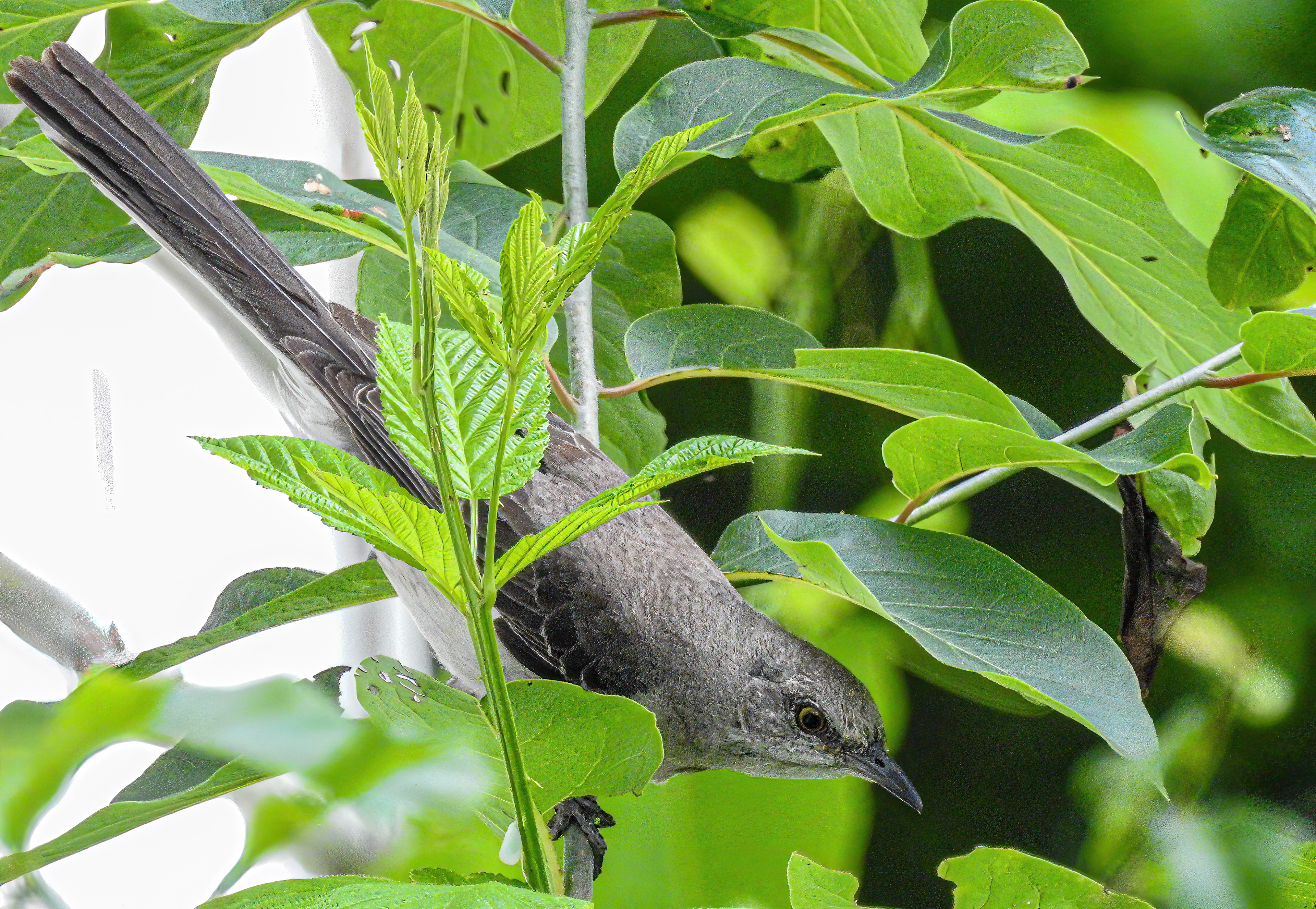 Northern Mockingbird