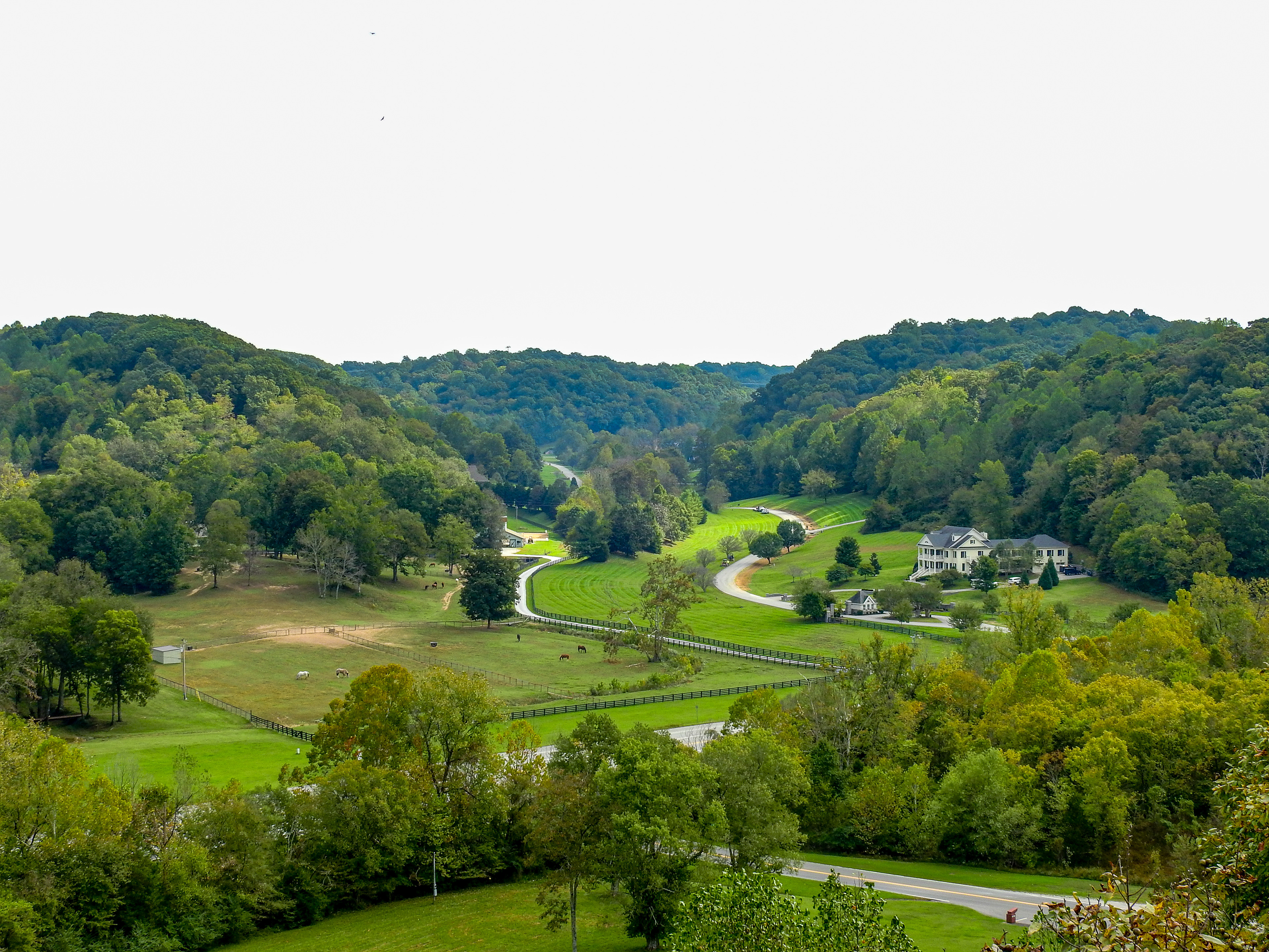 Birdsong Hollow