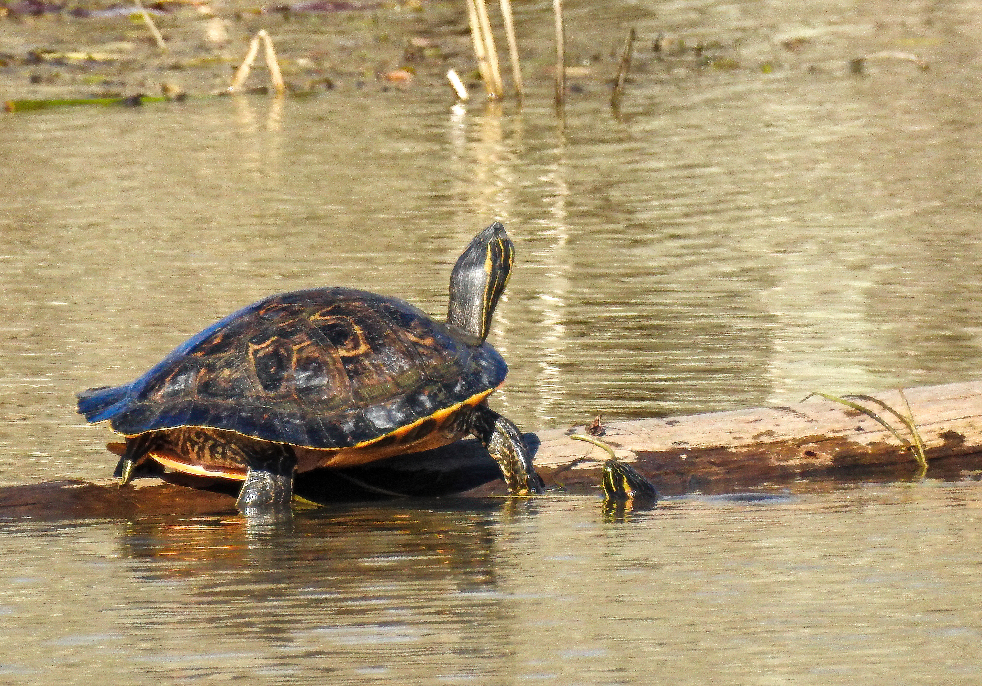 River Cooter