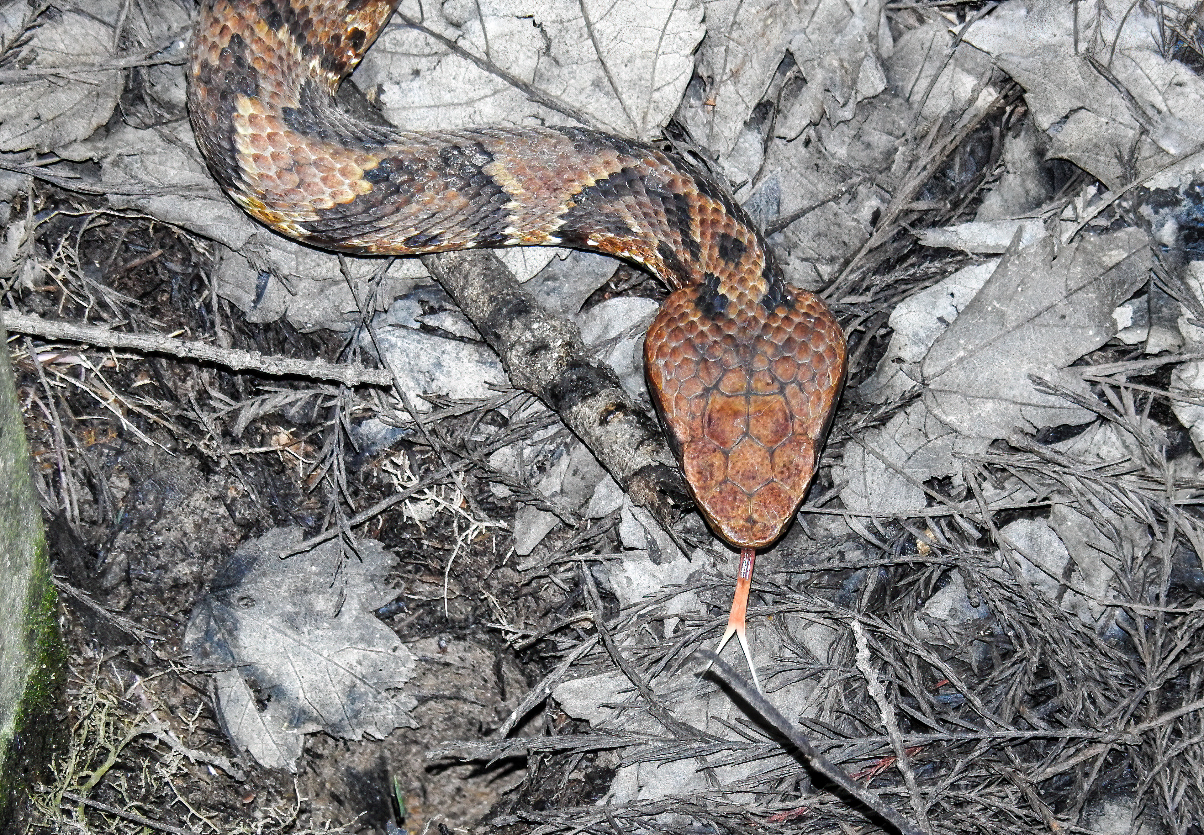 Cottonmouth
